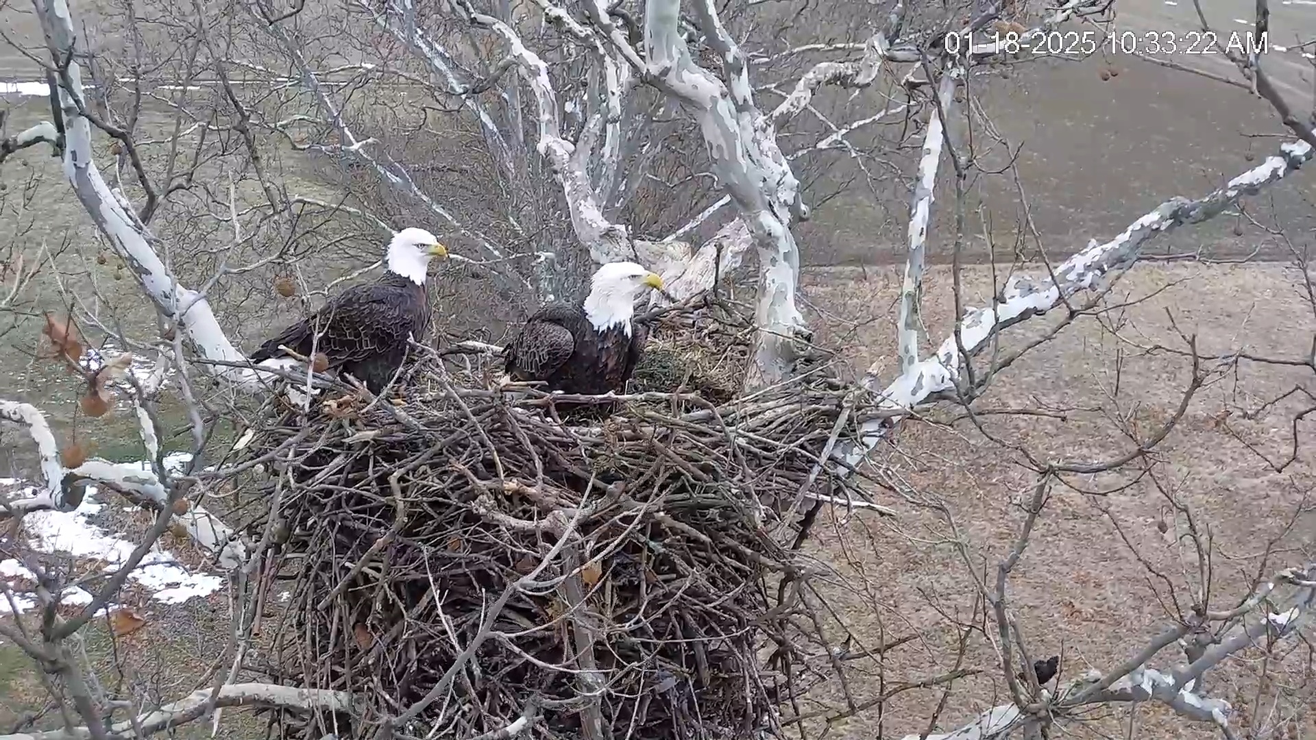 Snapshot of PA Farm Country Eagles Live Cams taken Jan 18, 2025, 10:33am EST