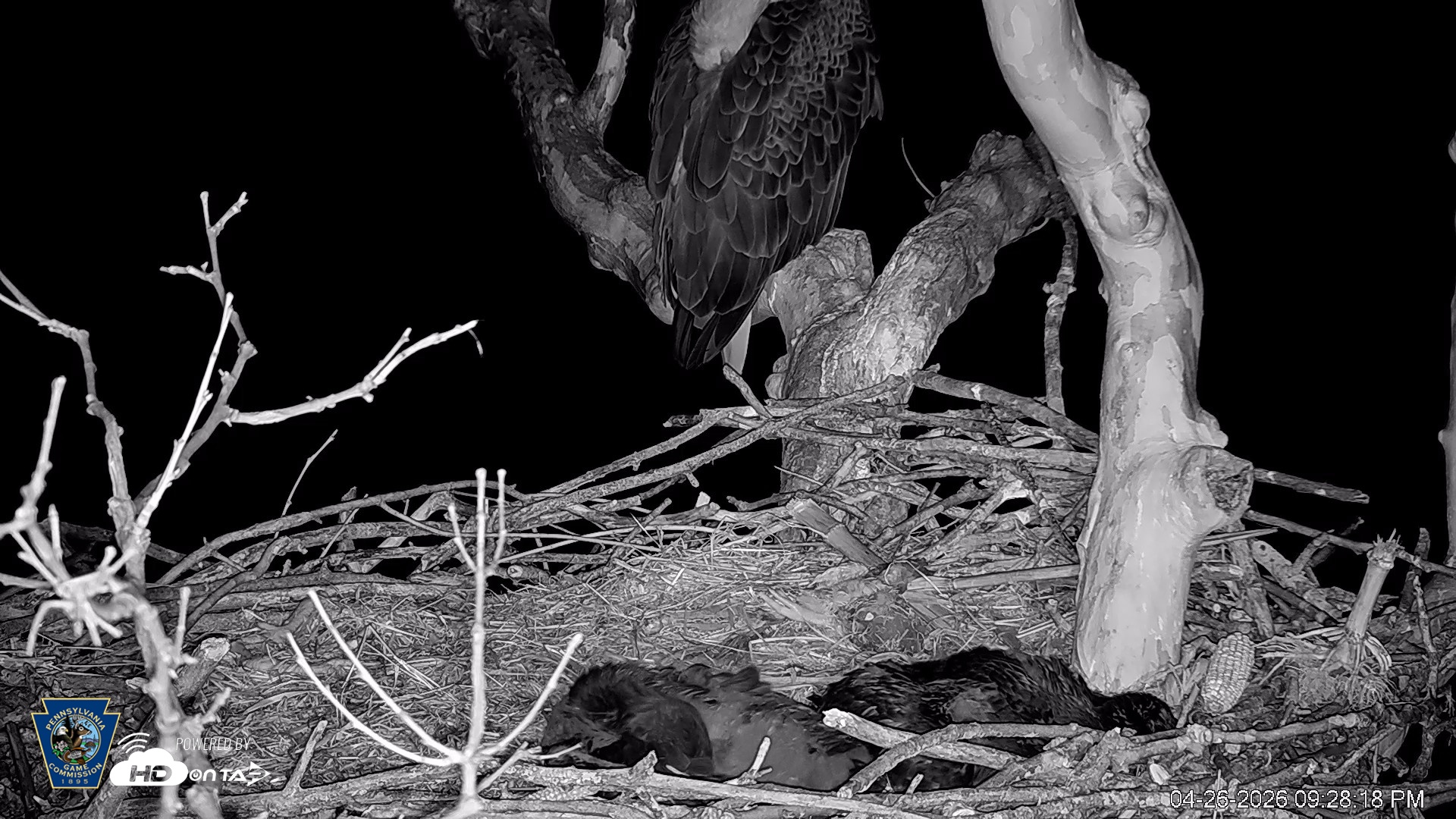 Snapshot of PA Farm Country Eagles Live Cams taken Apr 26, 2026, 9:29pm EDT