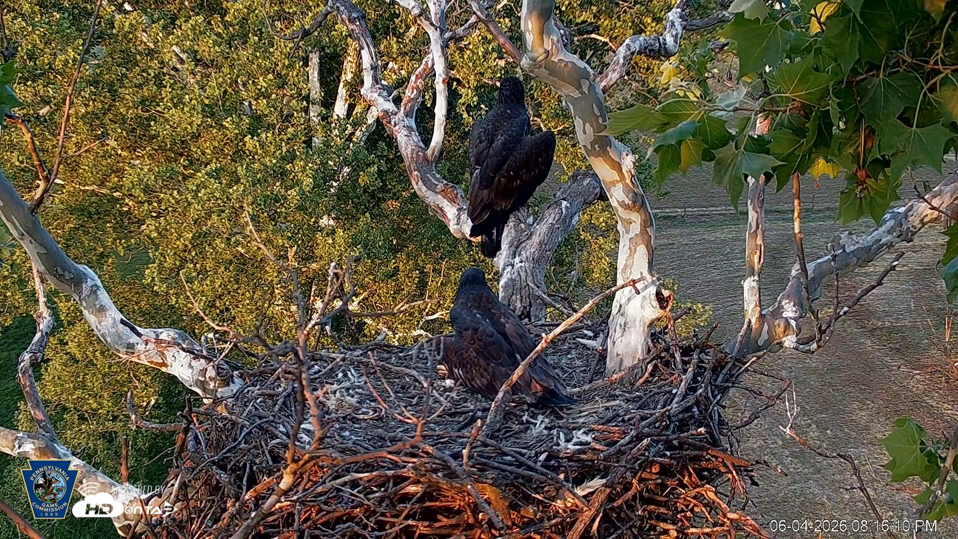 Snapshot of PA Farm Country Eagles Live Cams taken Jun 4, 2026, 8:16pm EDT