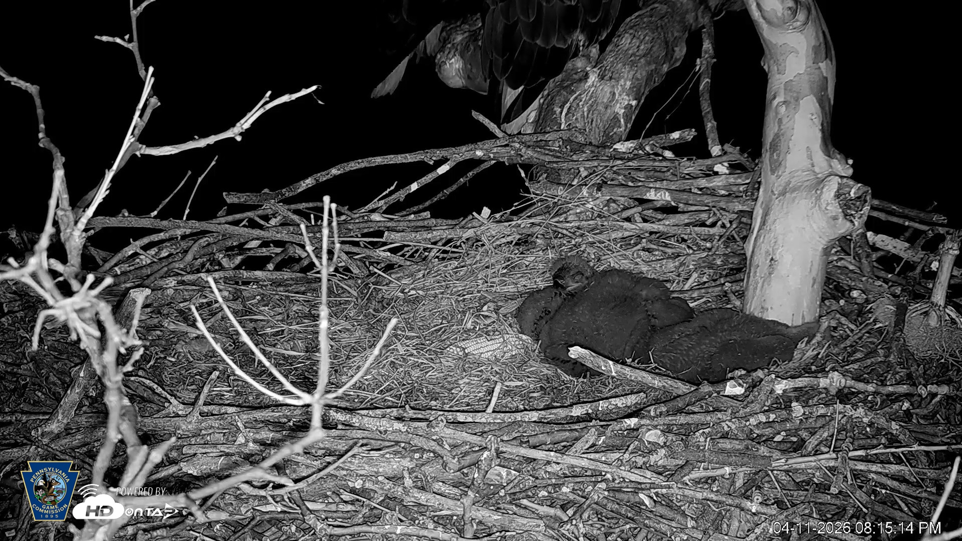 Snapshot of PA Farm Country Eagles Live Cams taken Apr 11, 2026, 8:15pm EDT