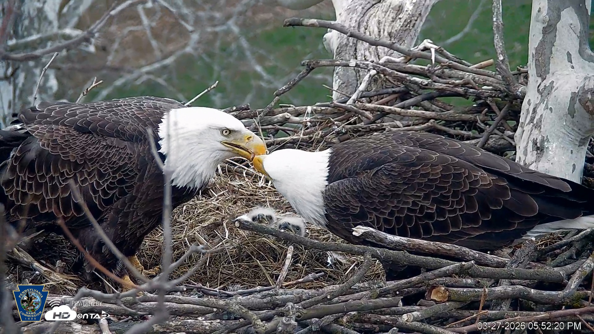 Snapshot of PA Farm Country Eagles Live Cams taken Mar 27, 2026, 5:53pm EDT