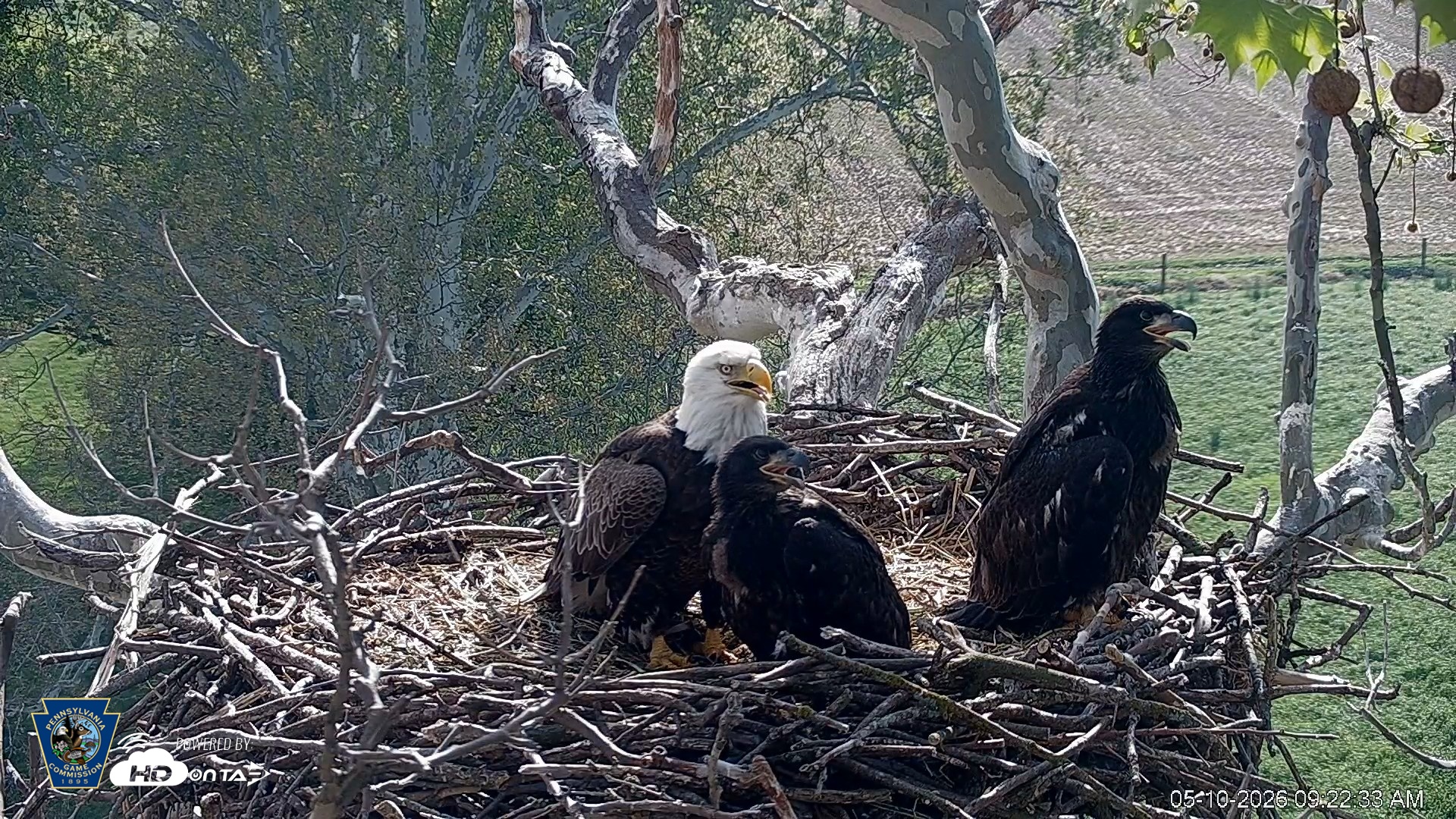 Snapshot of PA Farm Country Eagles Live Cams taken May 10, 2026, 9:23am EDT