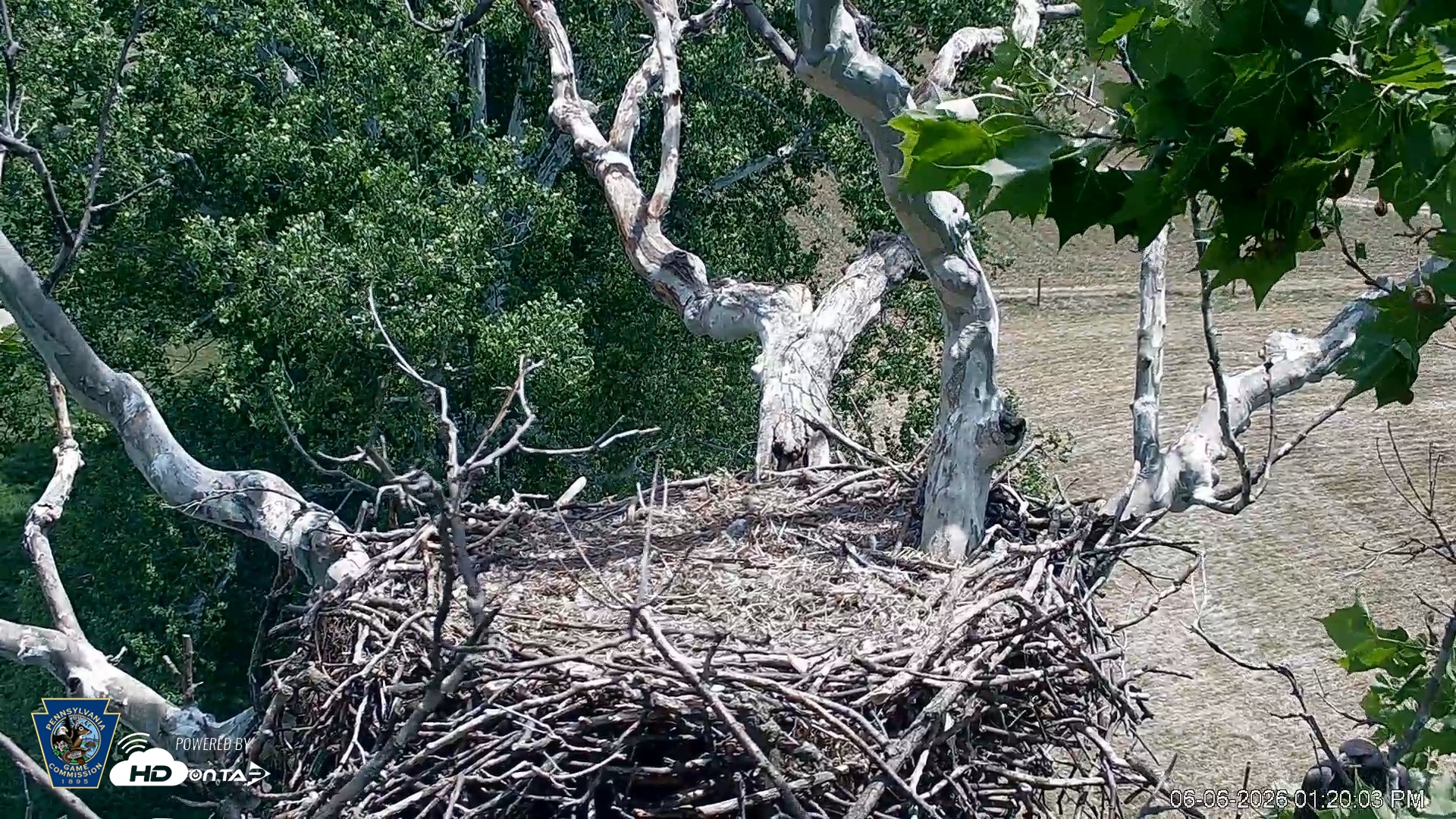 Snapshot of PA Farm Country Eagles Live Cams taken Jun 6, 2026, 1:21pm EDT