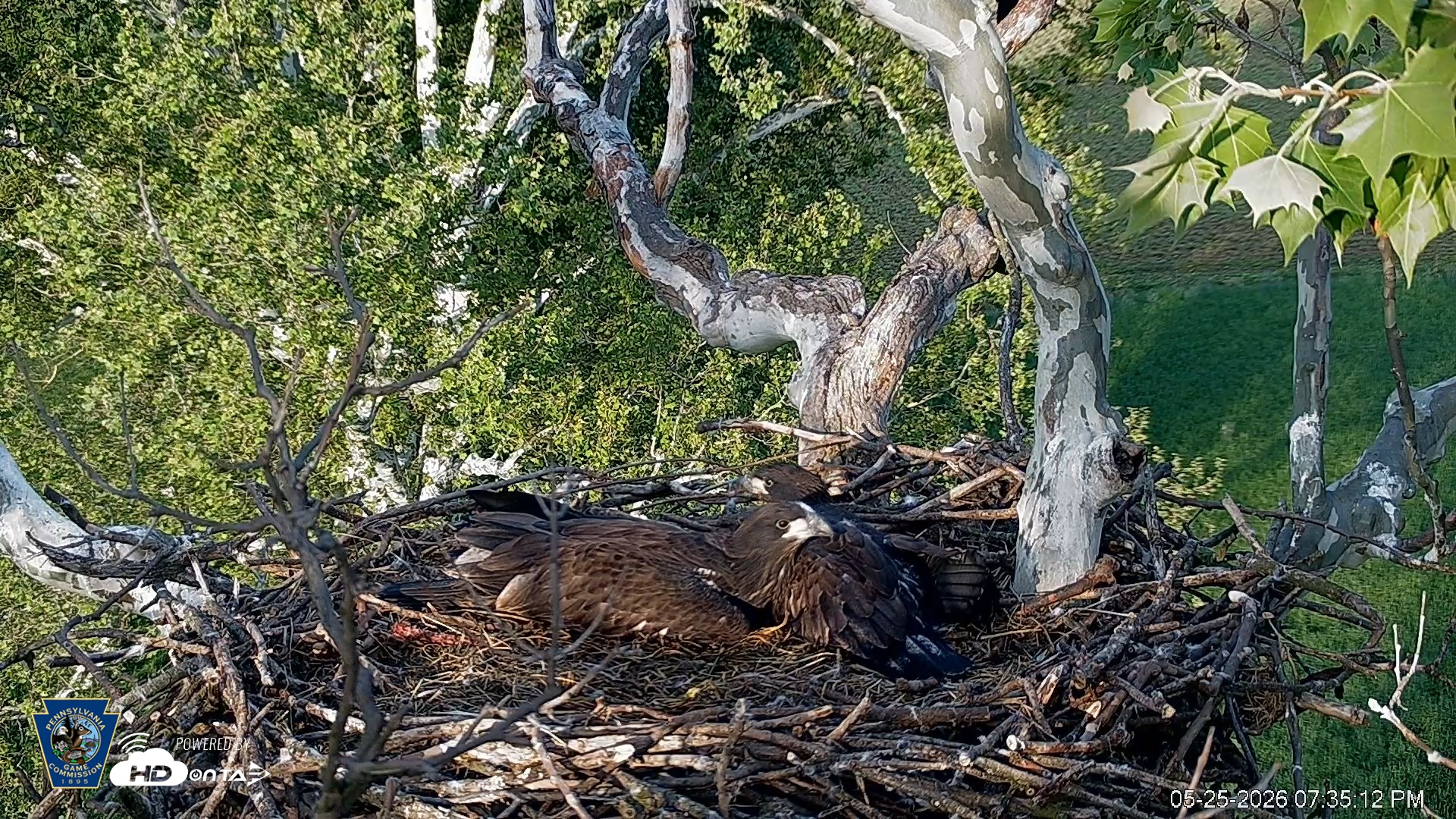 Snapshot of PA Farm Country Eagles Live Cams taken May 25, 2026, 7:35pm EDT