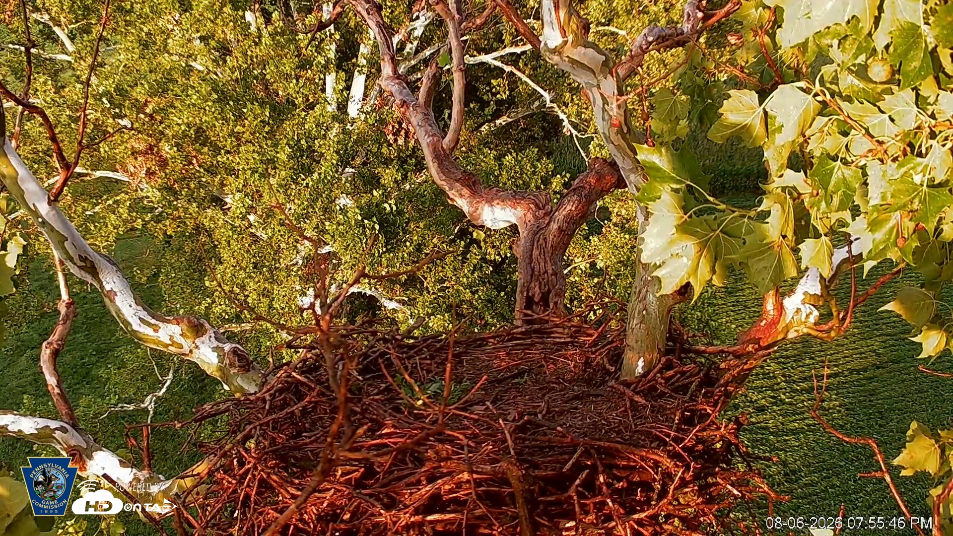 Snapshot of PA Farm Country Eagles Live Cams taken Aug 6, 2026, 7:56pm EDT
