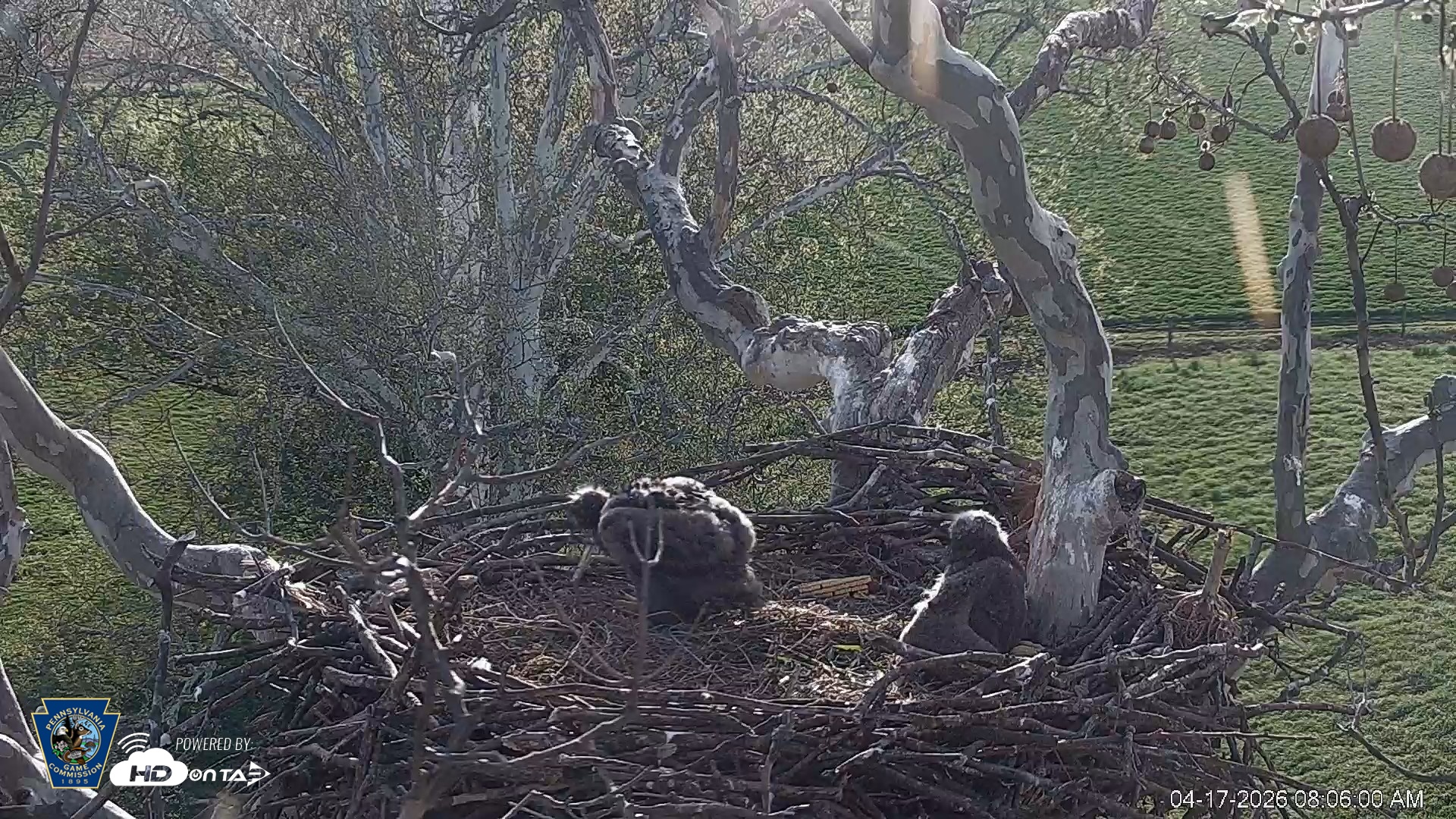 Snapshot of PA Farm Country Eagles Live Cams taken Apr 17, 2026, 8:06am EDT