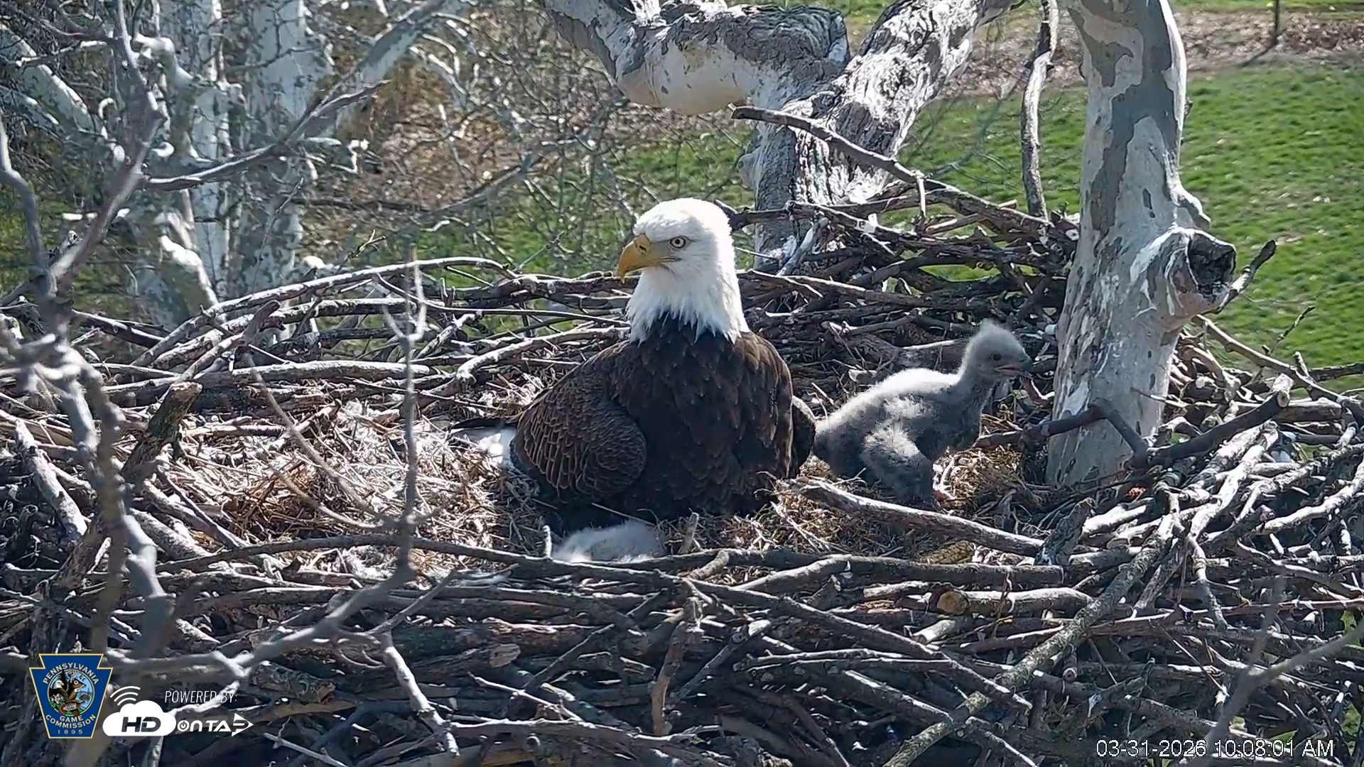 Snapshot of PA Farm Country Eagles Live Cams taken Mar 31, 2026, 10:08am EDT