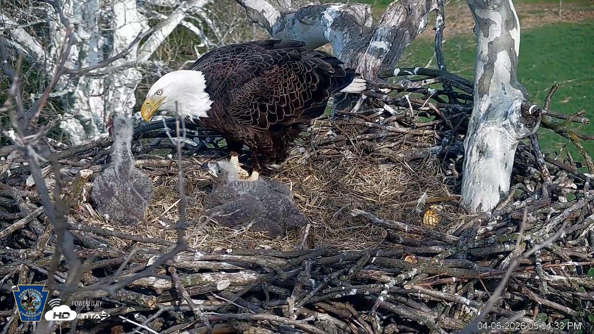 Snapshot of PA Farm Country Eagles Live Cams taken Apr 6, 2026, 5:05pm EDT