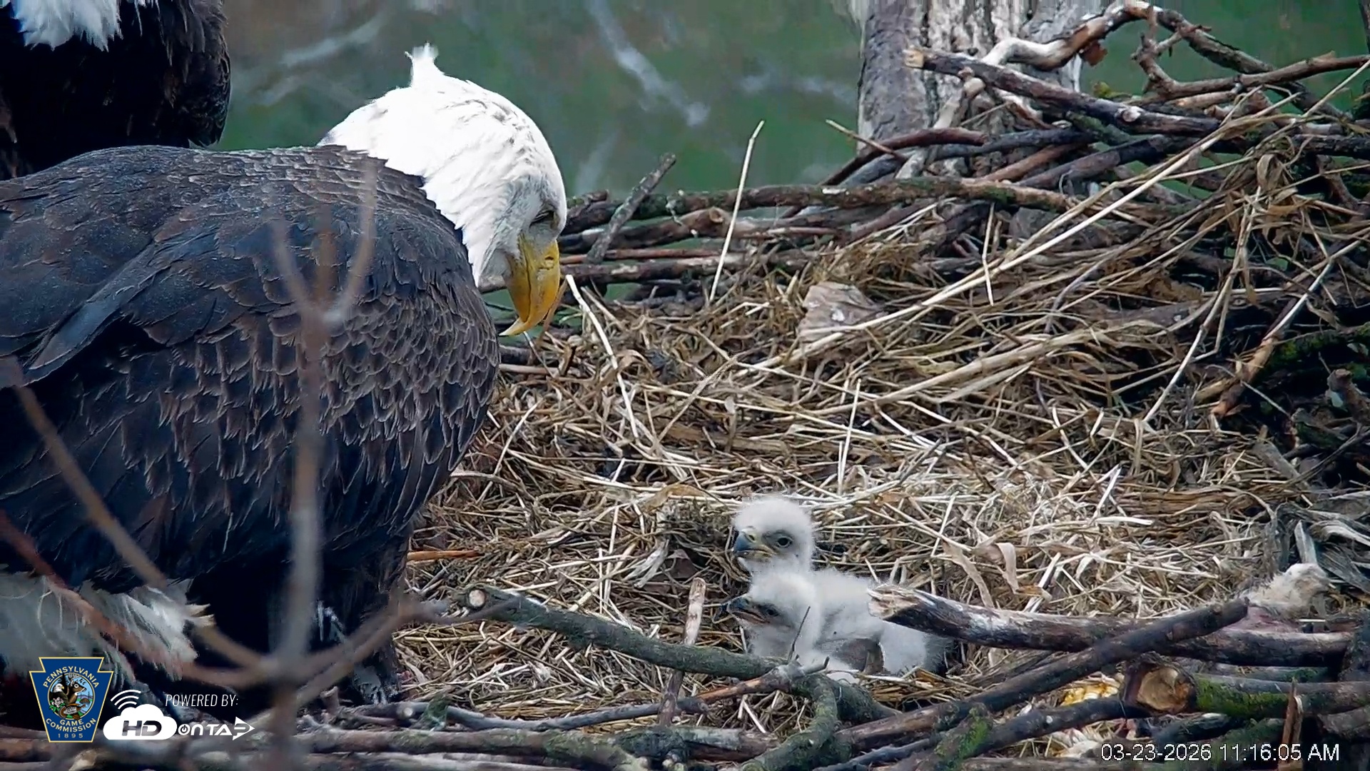 Snapshot of PA Farm Country Eagles Live Cams taken Mar 23, 2026, 11:17am EDT