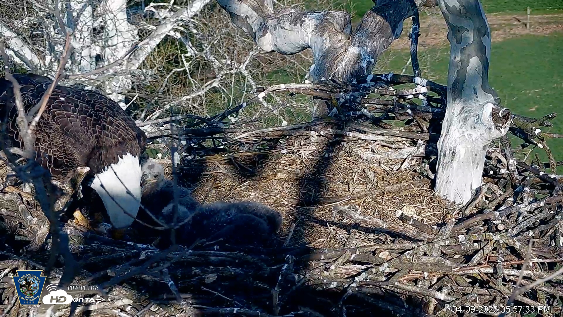 Snapshot of PA Farm Country Eagles Live Cams taken Apr 9, 2026, 5:59pm EDT