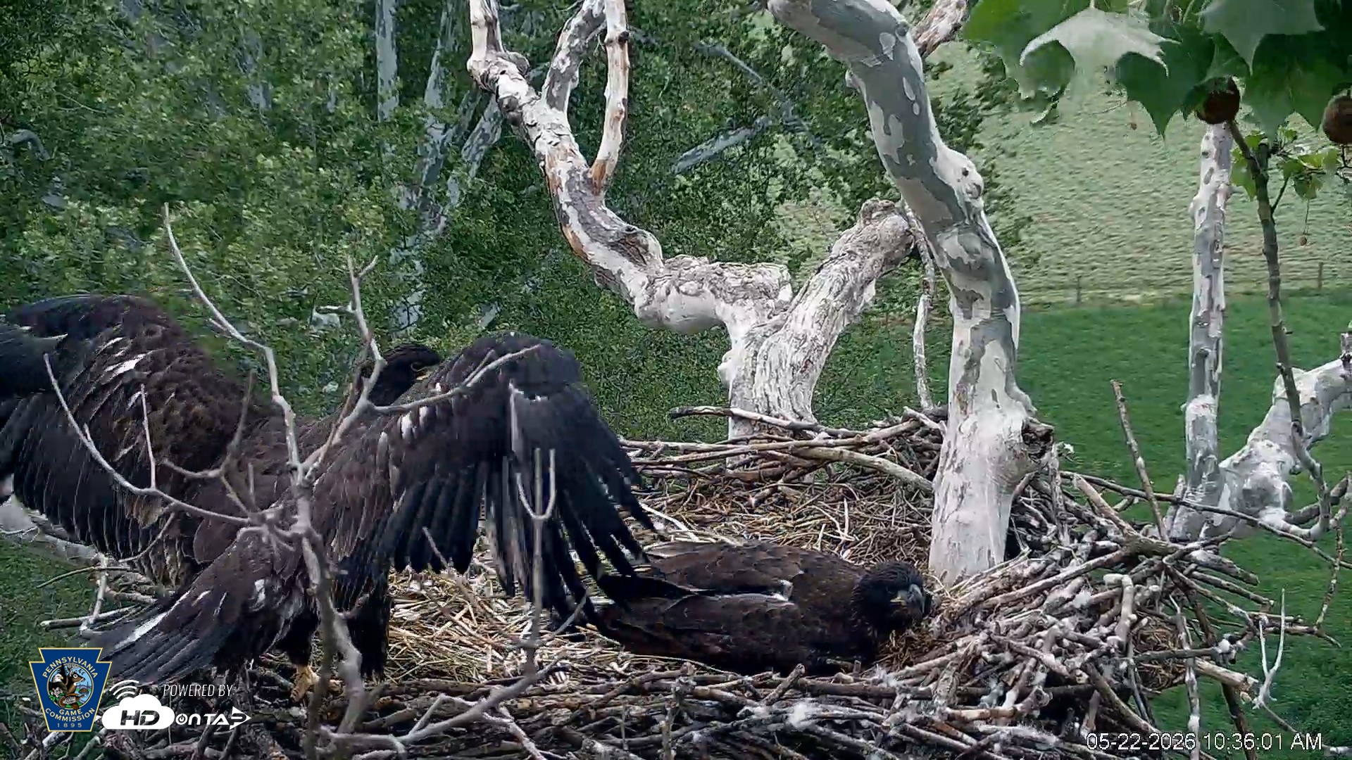 Snapshot of PA Farm Country Eagles Live Cams taken May 22, 2026, 10:36am EDT