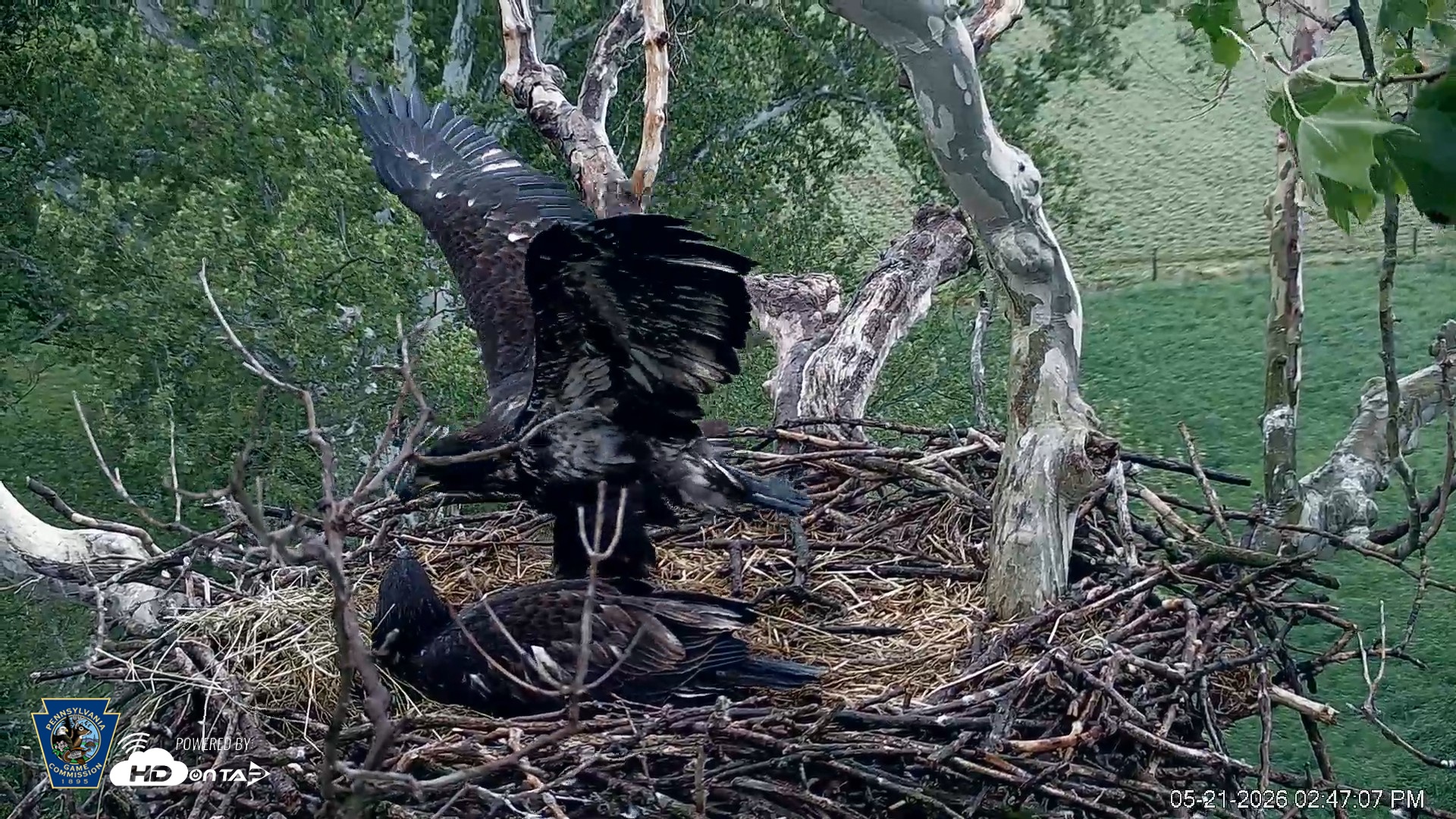Snapshot of PA Farm Country Eagles Live Cams taken May 21, 2026, 2:47pm EDT