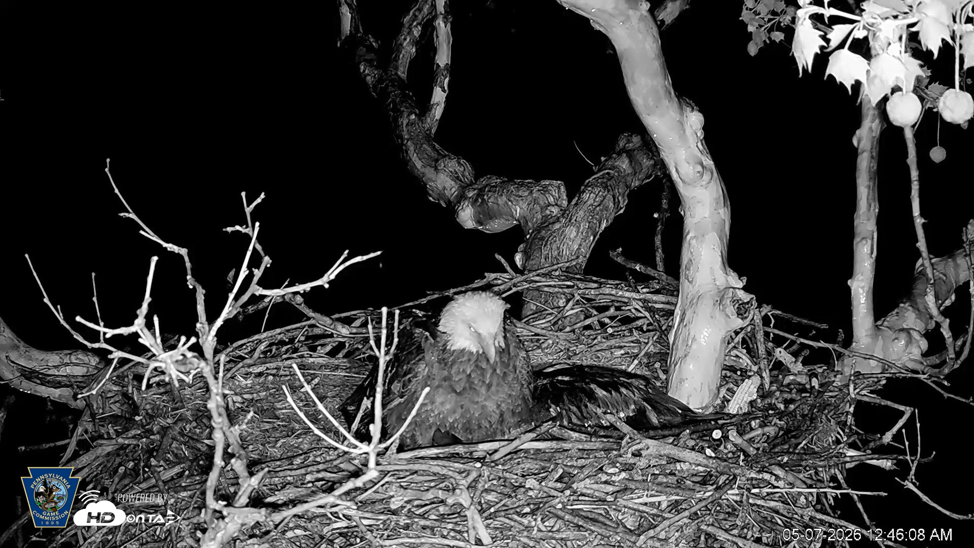 Snapshot of PA Farm Country Eagles Live Cams taken May 7, 2026, 12:47am EDT