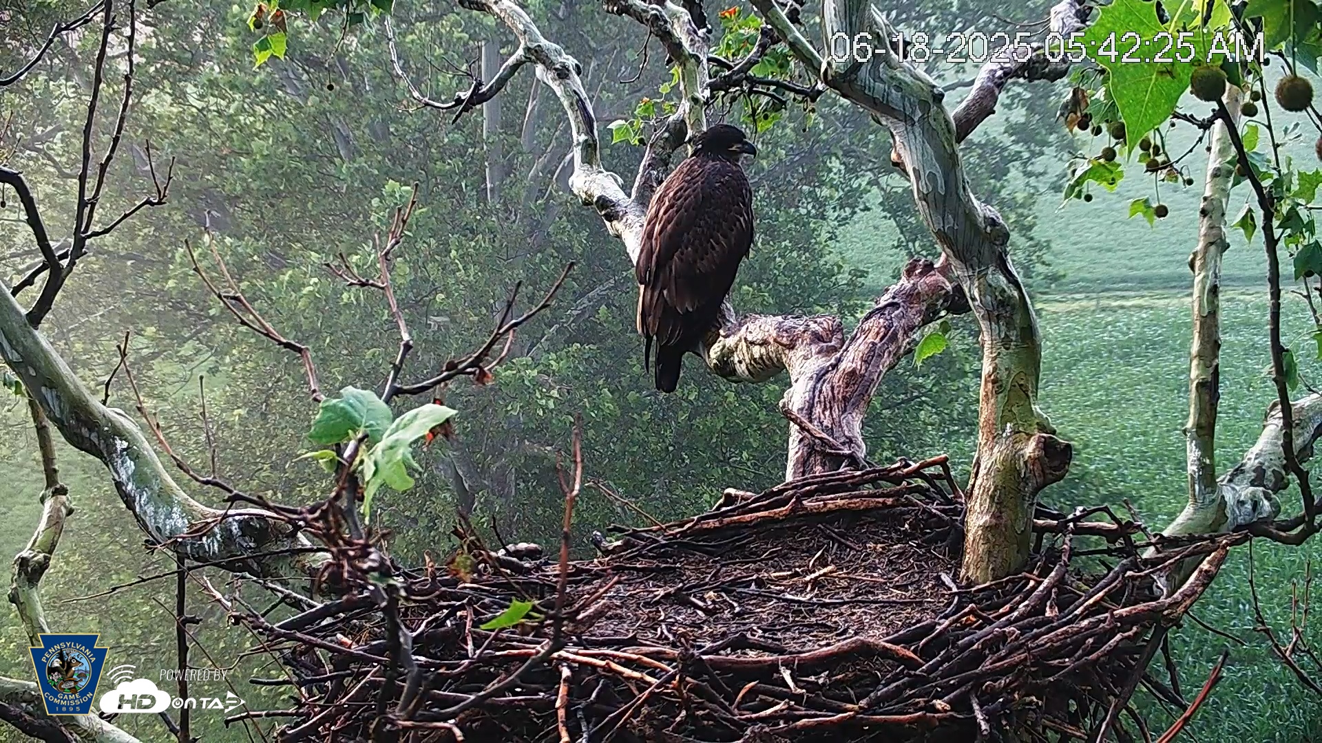 Snapshot of PA Farm Country Eagles Live Cams taken Jun 18, 2025, 5:43am EDT