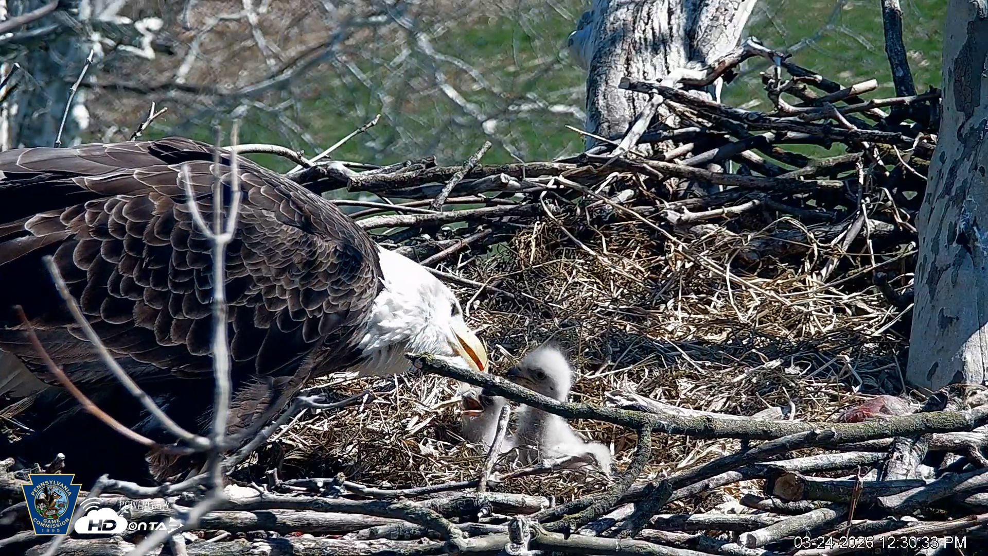 Snapshot of PA Farm Country Eagles Live Cams taken Mar 24, 2026, 12:31pm EDT