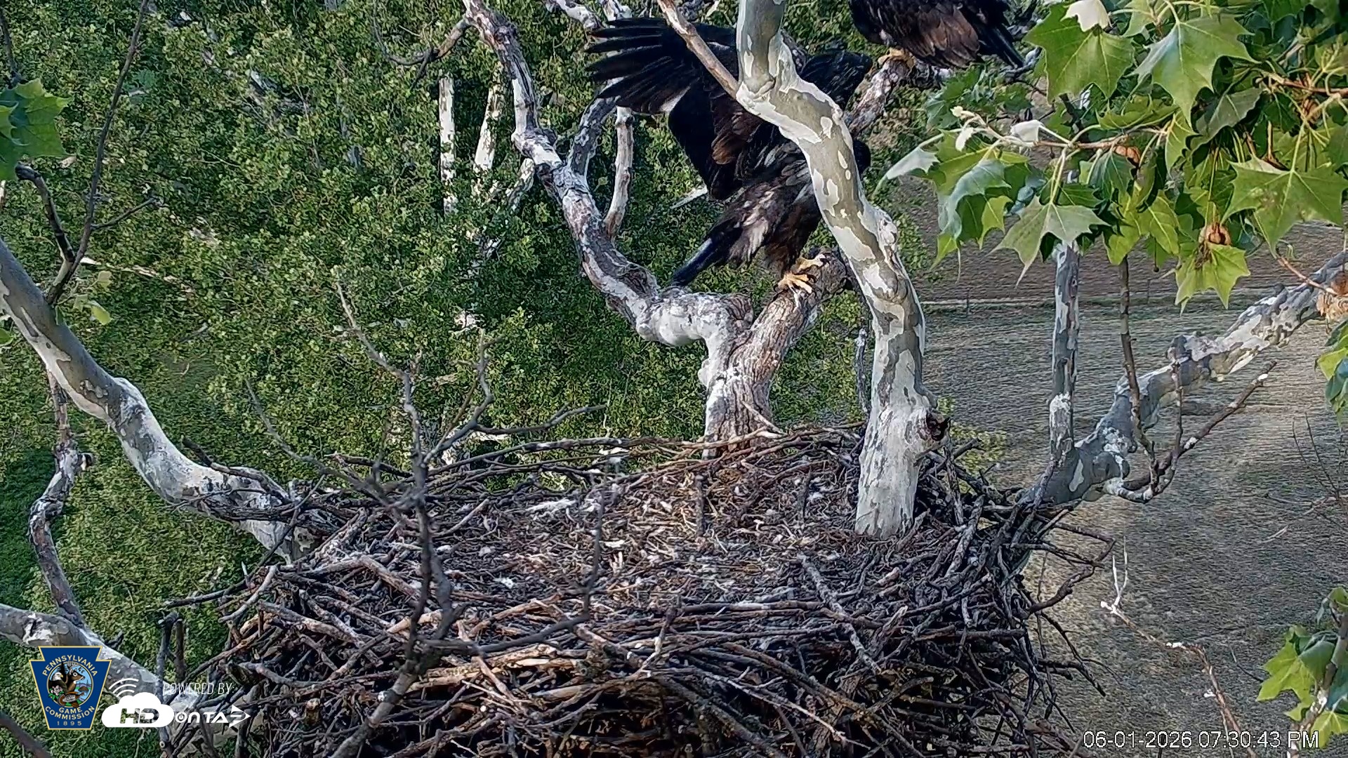 Snapshot of PA Farm Country Eagles Live Cams taken Jun 1, 2026, 7:31pm EDT