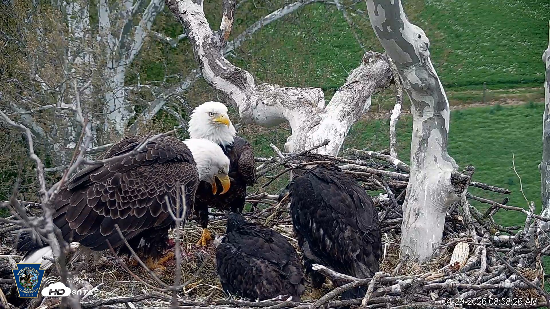 Snapshot of PA Farm Country Eagles Live Cams taken Apr 29, 2026, 8:59am EDT