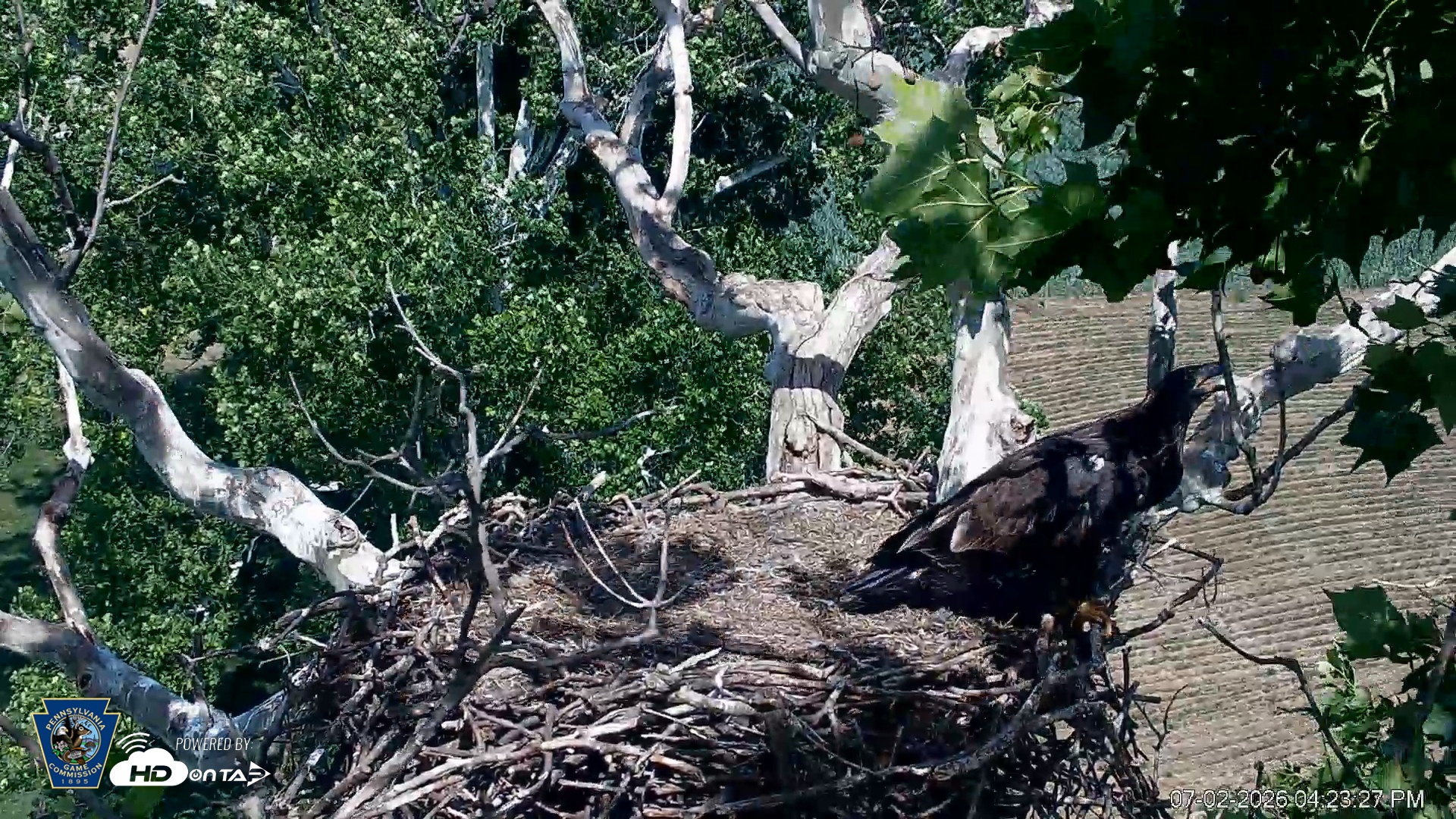 Snapshot of PA Farm Country Eagles Live Cams taken Jul 2, 2026, 4:24pm EDT