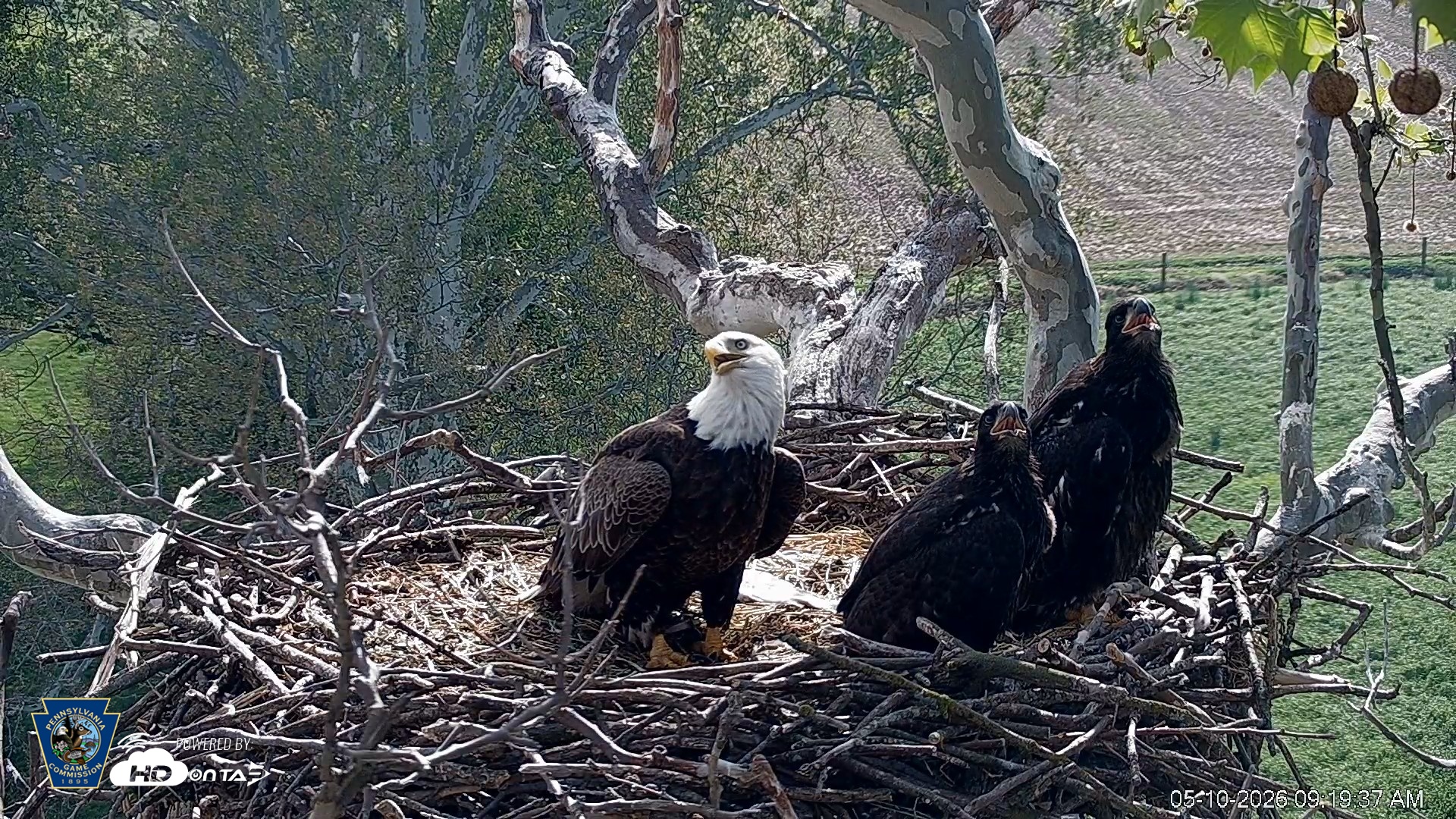 Snapshot of PA Farm Country Eagles Live Cams taken May 10, 2026, 9:20am EDT