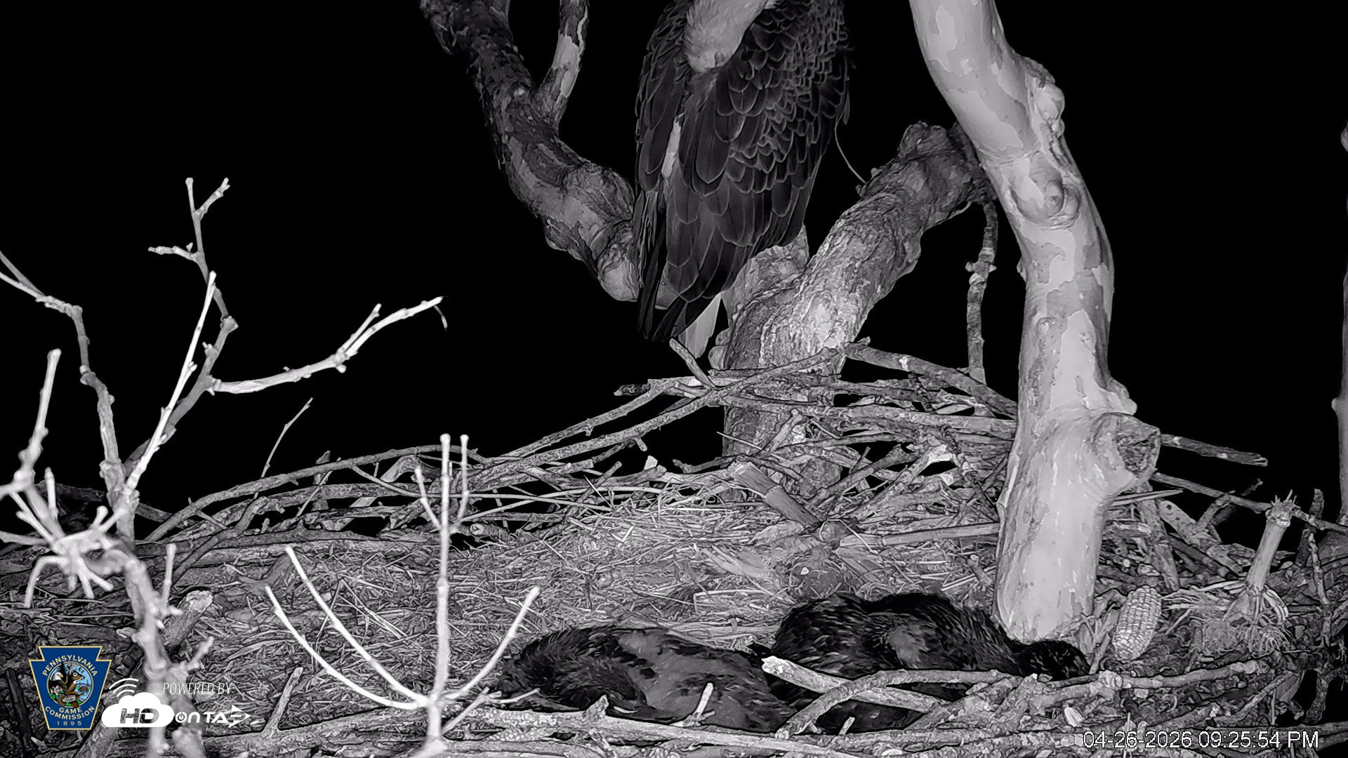Snapshot of PA Farm Country Eagles Live Cams taken Apr 26, 2026, 9:26pm EDT