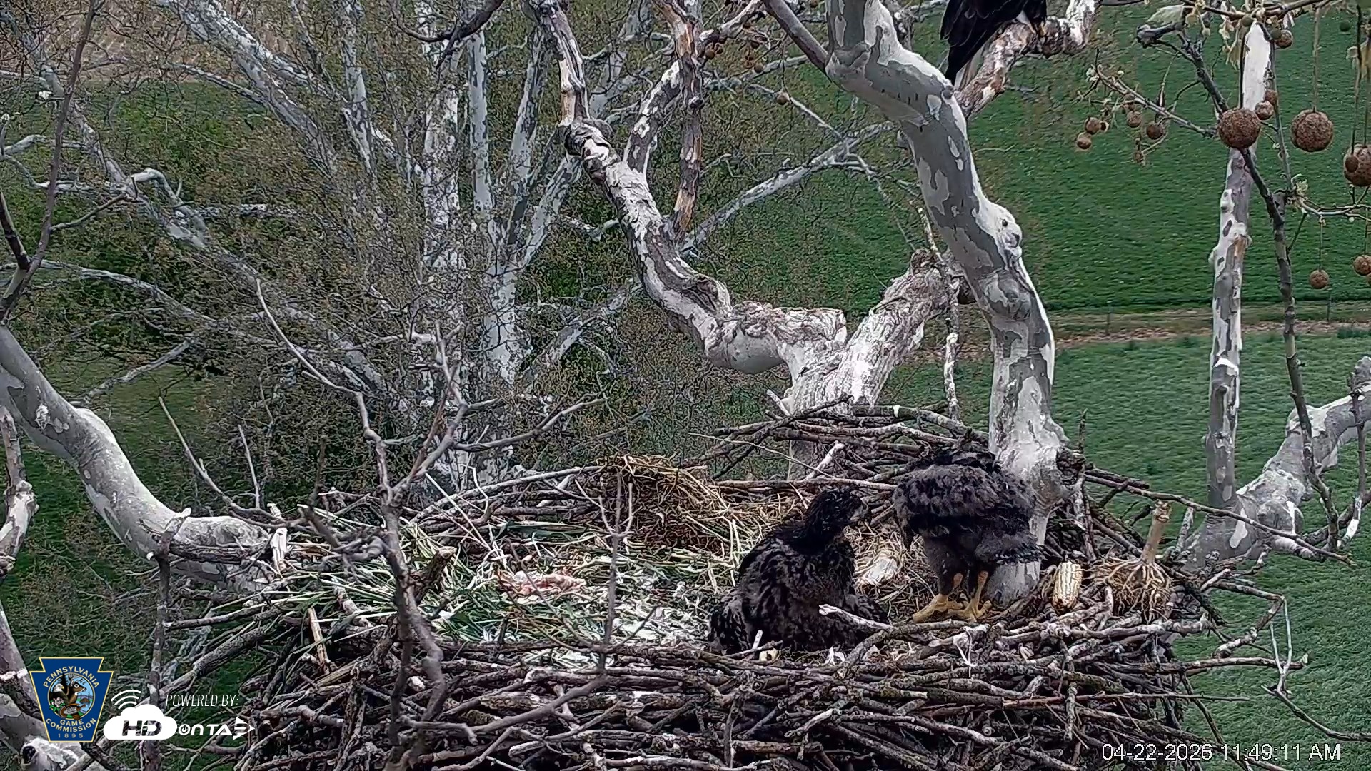 Snapshot of PA Farm Country Eagles Live Cams taken Apr 22, 2026, 11:49am EDT