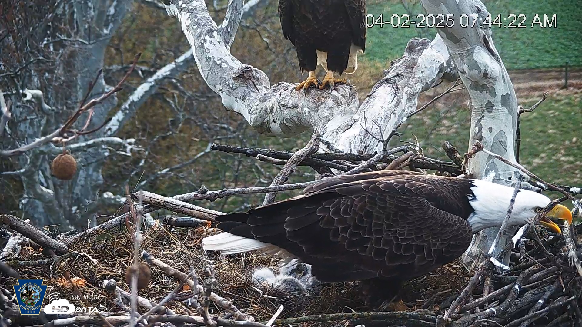 Snapshot of PA Farm Country Eagles Live Cams taken Apr 2, 2025, 7:45am EDT
