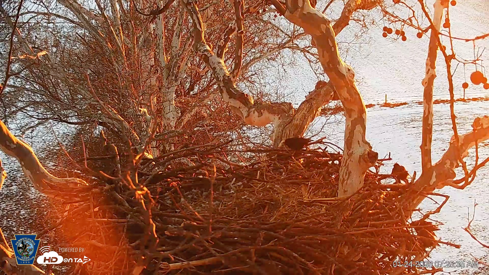 Snapshot of PA Farm Country Eagles Live Cams taken Jan 24, 2026, 7:26am EST