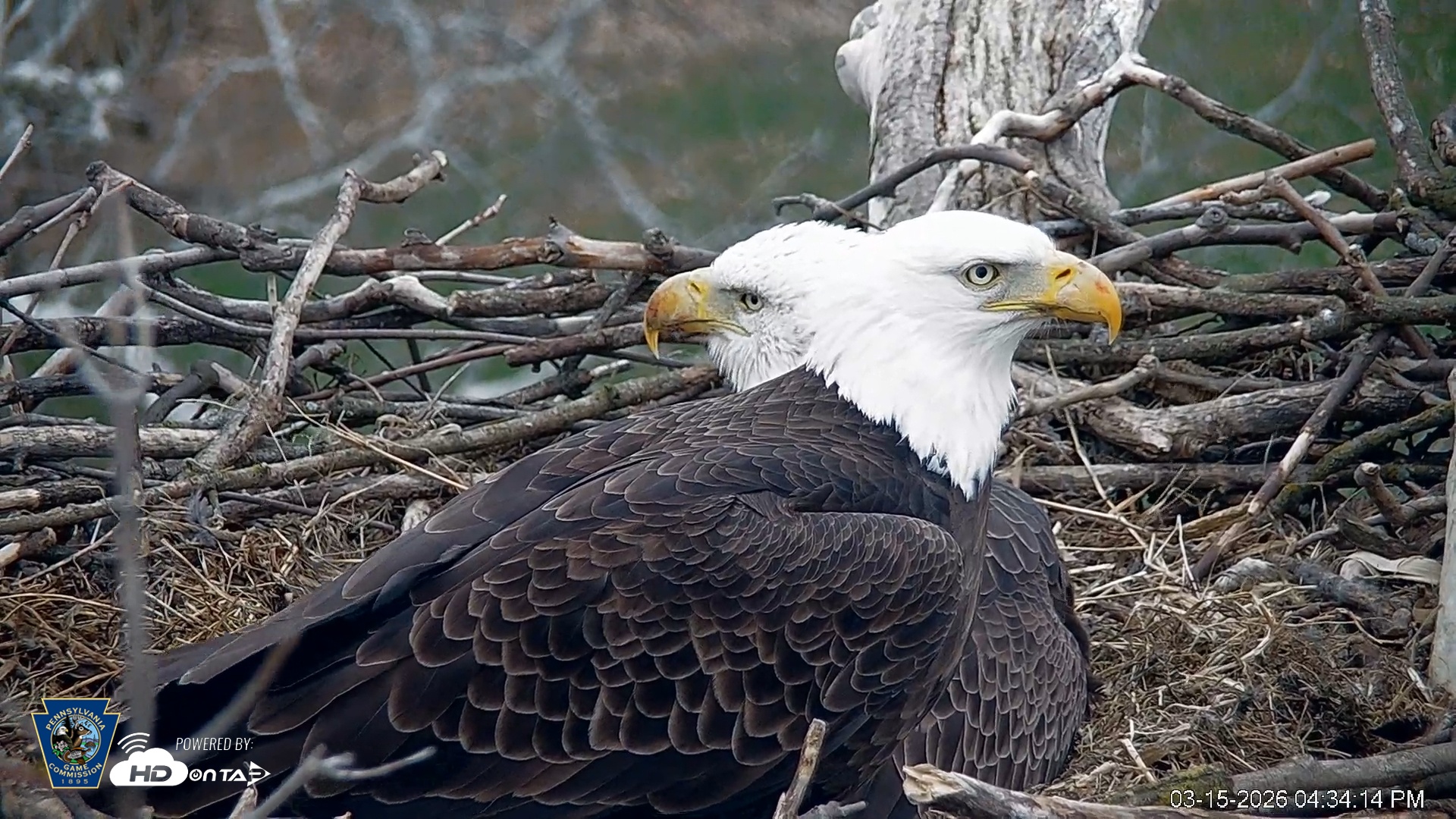 Snapshot of PA Farm Country Eagles Live Cams taken Mar 15, 2026, 4:35pm EDT