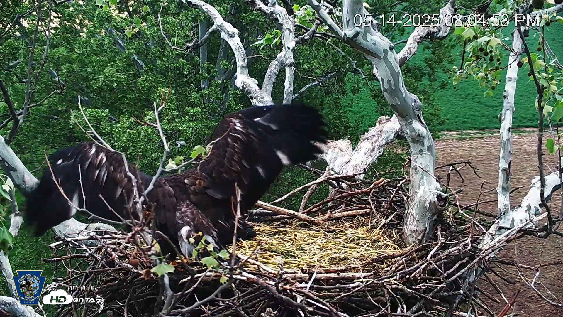 Snapshot of PA Farm Country Eagles Live Cams taken May 14, 2025, 8:05pm EDT