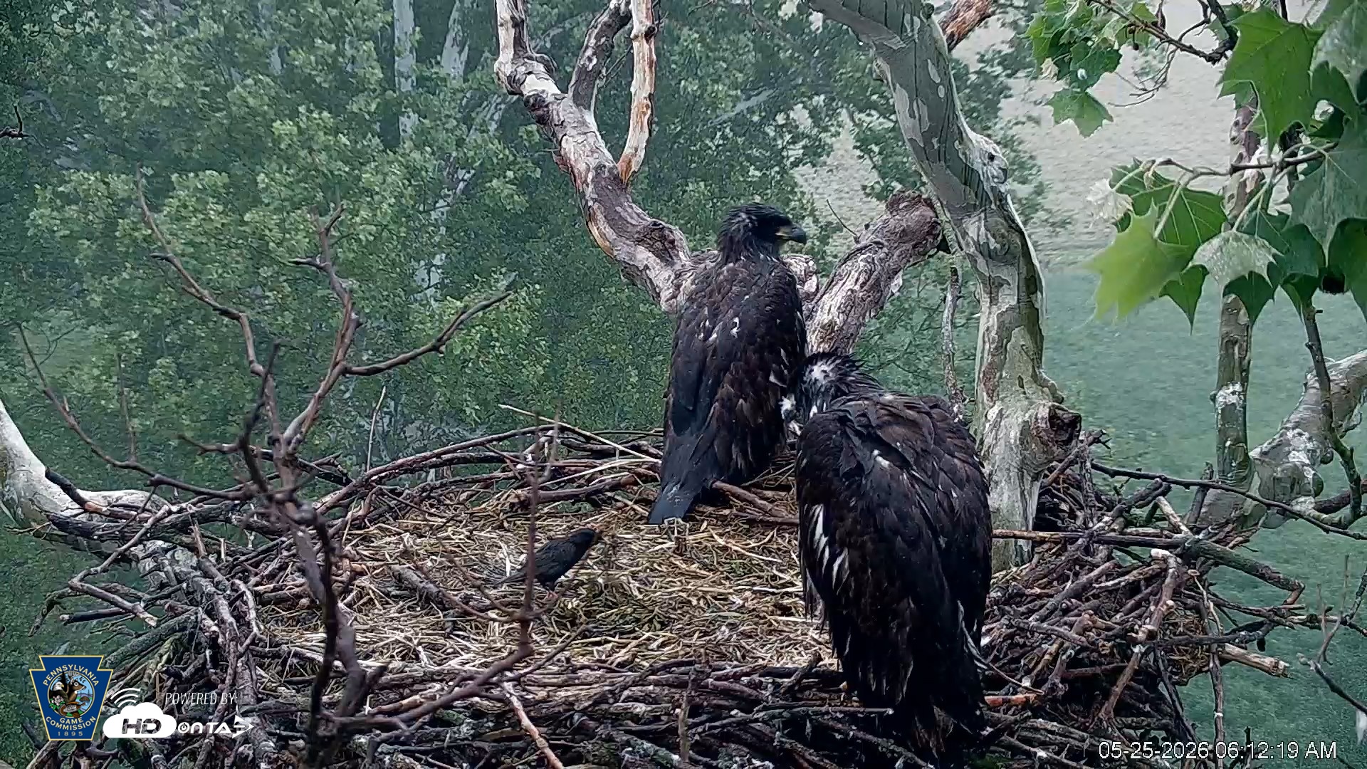 Snapshot of PA Farm Country Eagles Live Cams taken May 25, 2026, 6:13am EDT