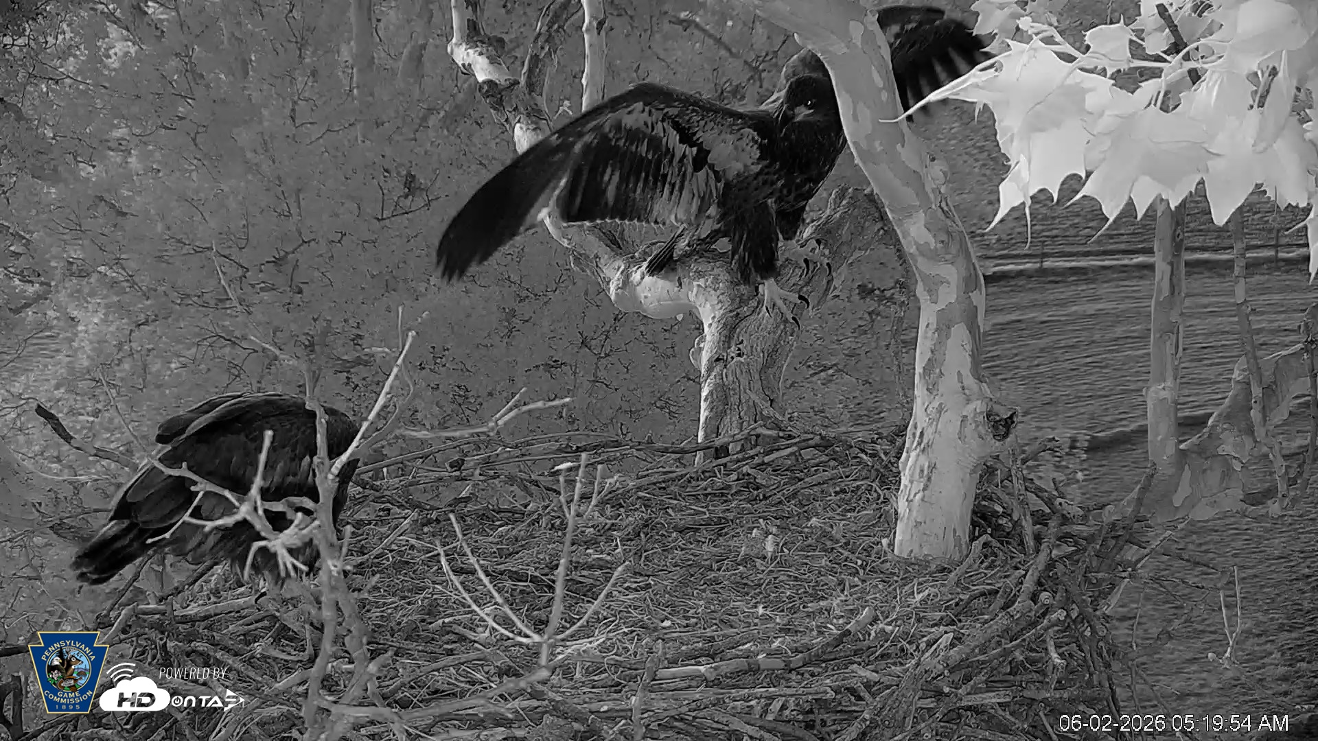 Snapshot of PA Farm Country Eagles Live Cams taken Jun 2, 2026, 5:20am EDT