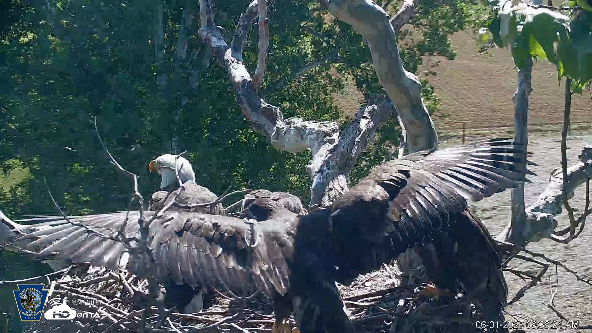 Snapshot of PA Farm Country Eagles Live Cams taken Jun 1, 2026, 9:40am EDT