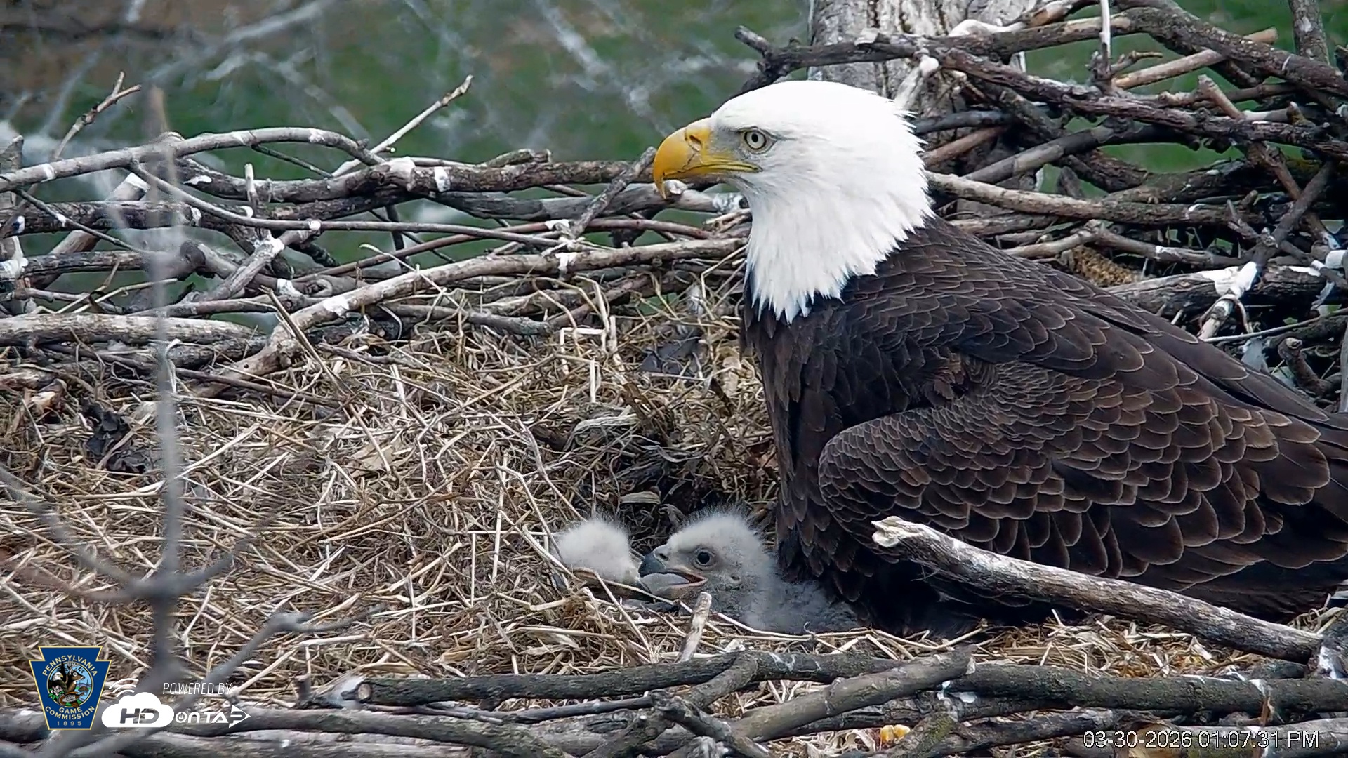 Snapshot of PA Farm Country Eagles Live Cams taken Mar 30, 2026, 1:08pm EDT