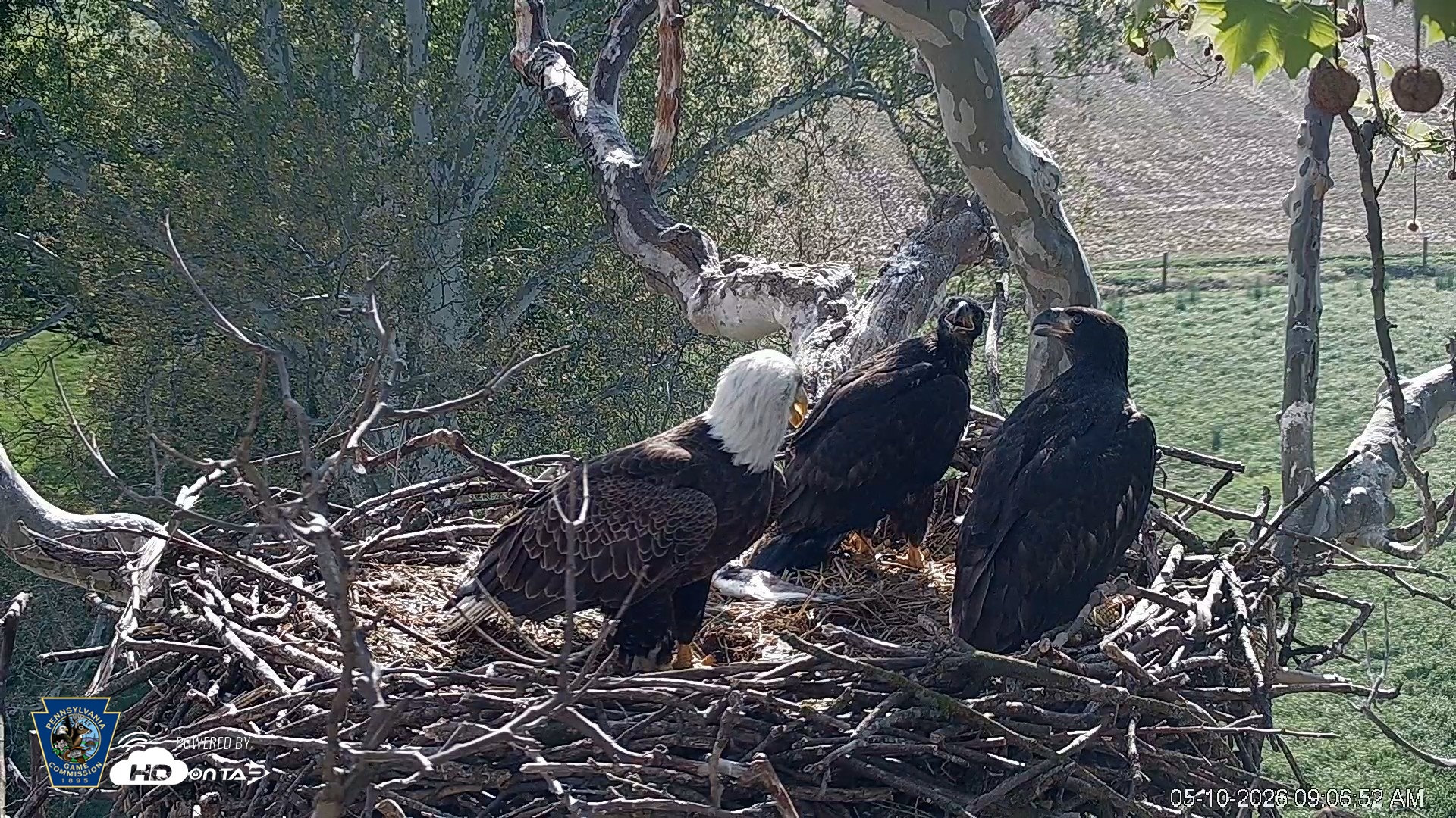 Snapshot of PA Farm Country Eagles Live Cams taken May 10, 2026, 9:07am EDT