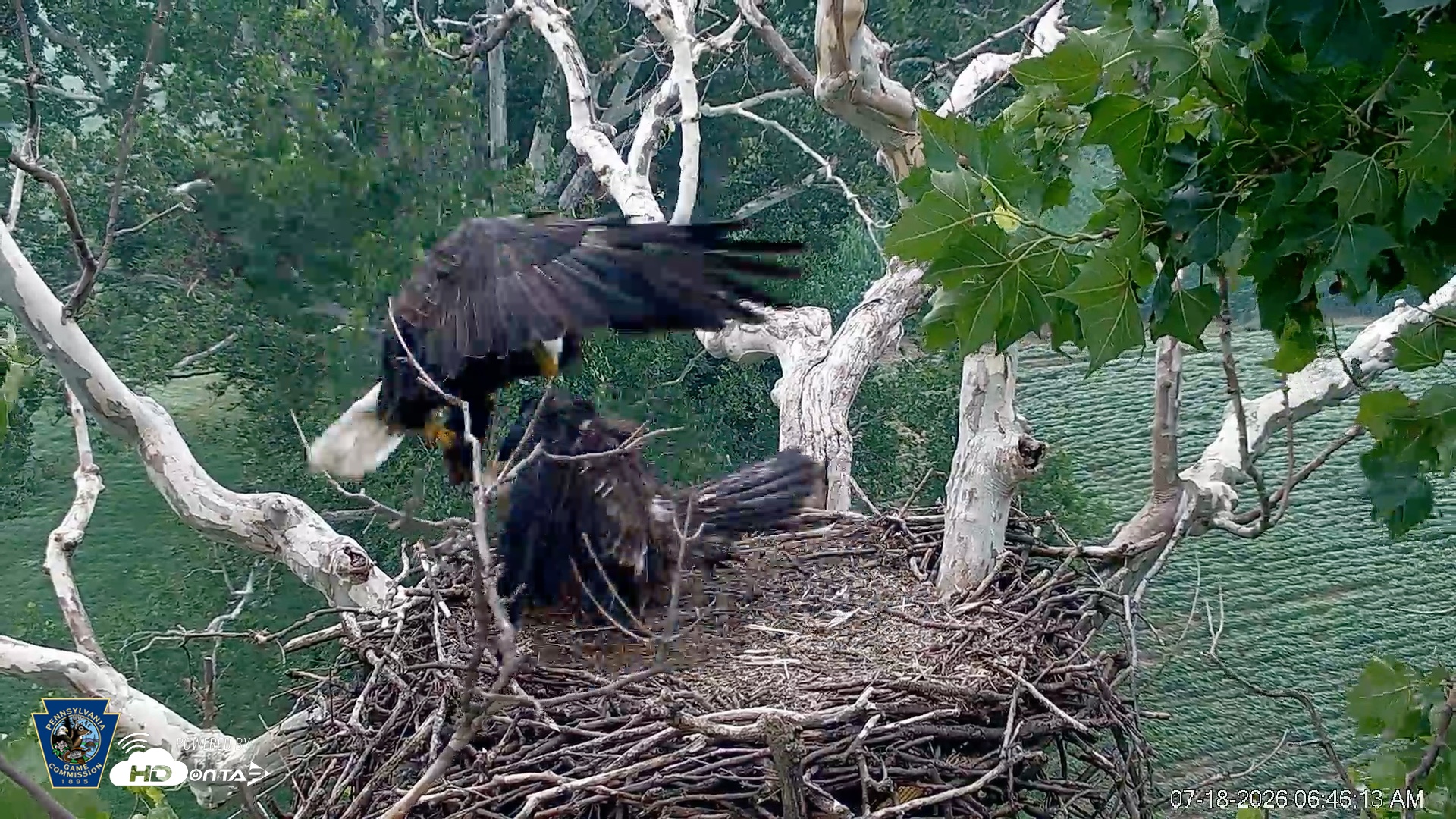 Snapshot of PA Farm Country Eagles Live Cams taken Jul 18, 2026, 6:51am EDT