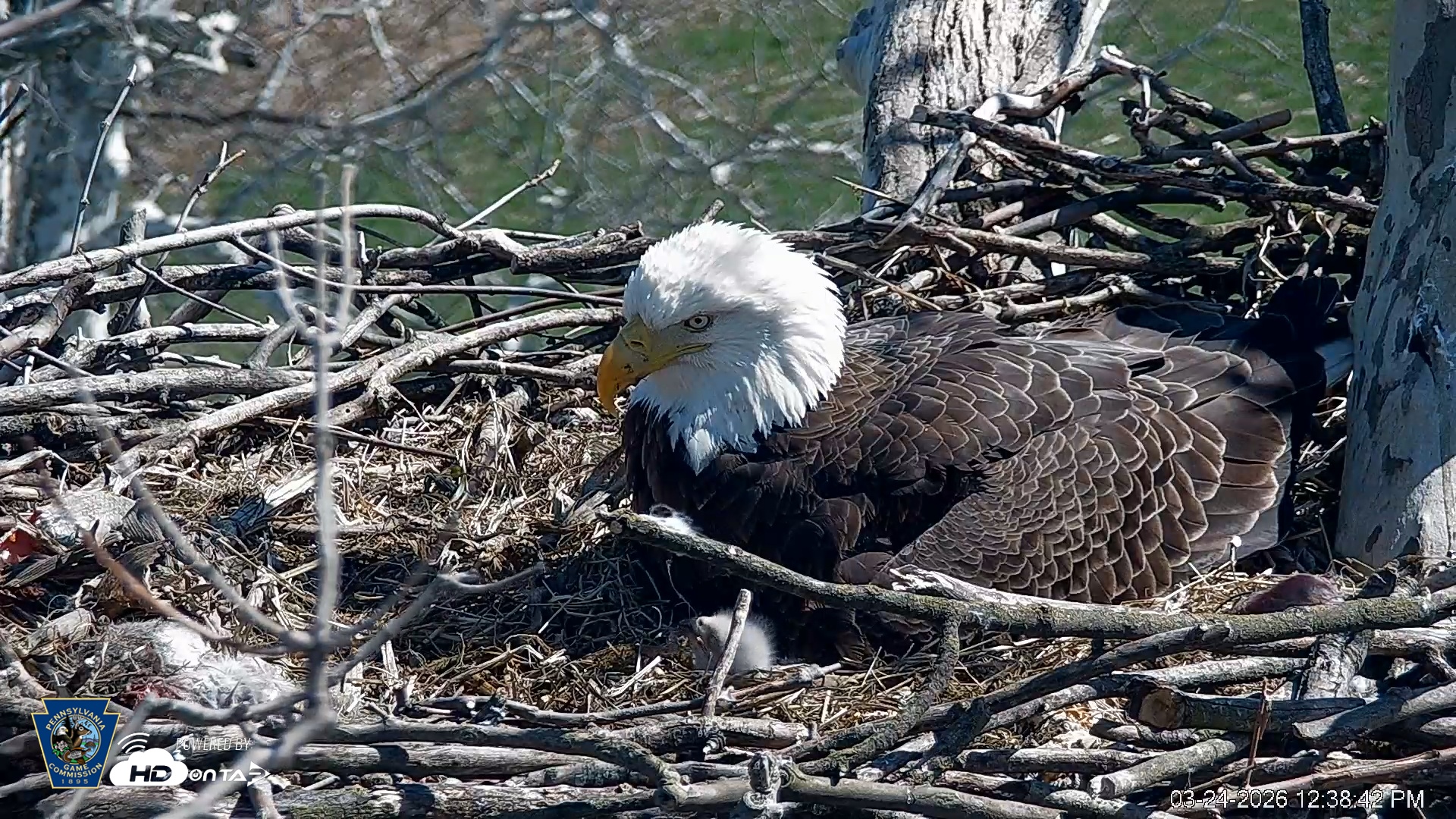 Snapshot of PA Farm Country Eagles Live Cams taken Mar 24, 2026, 12:39pm EDT