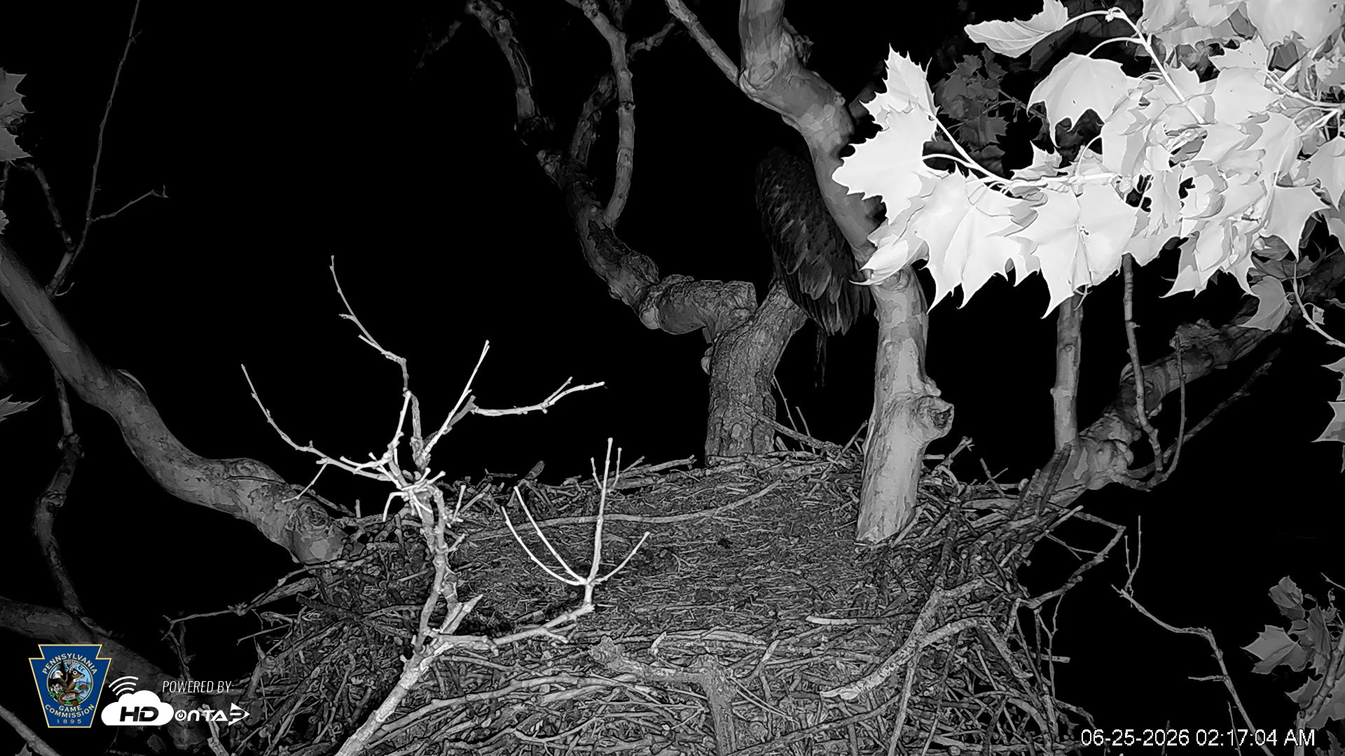 Snapshot of PA Farm Country Eagles Live Cams taken Jun 25, 2026, 2:18am EDT