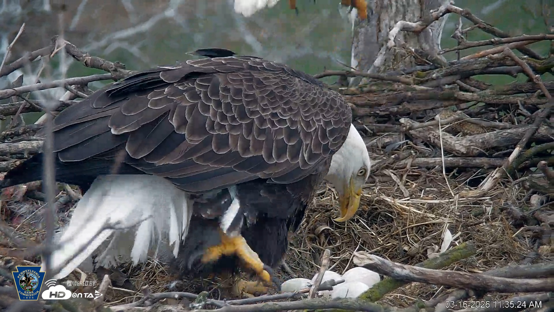 Snapshot of PA Farm Country Eagles Live Cams taken Mar 16, 2026, 11:36am EDT