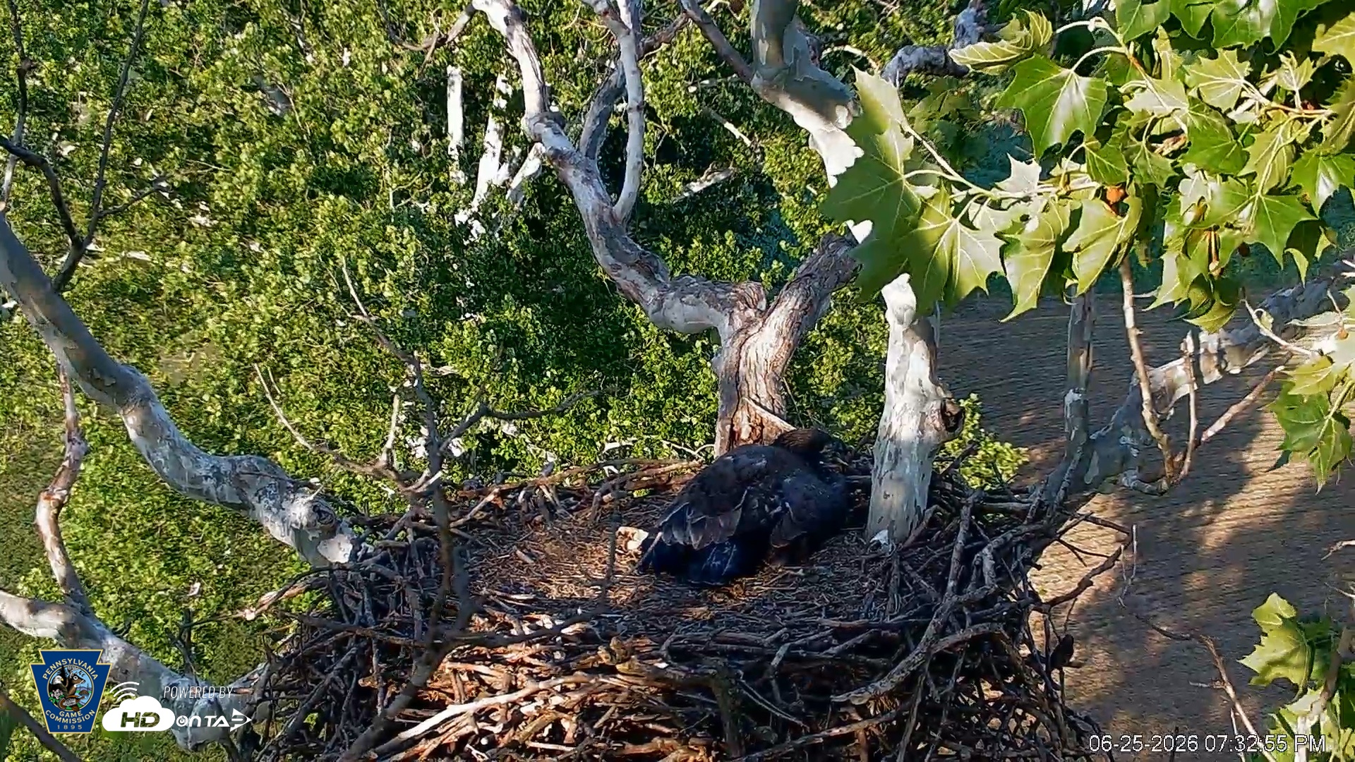 Snapshot of PA Farm Country Eagles Live Cams taken Jun 25, 2026, 7:33pm EDT