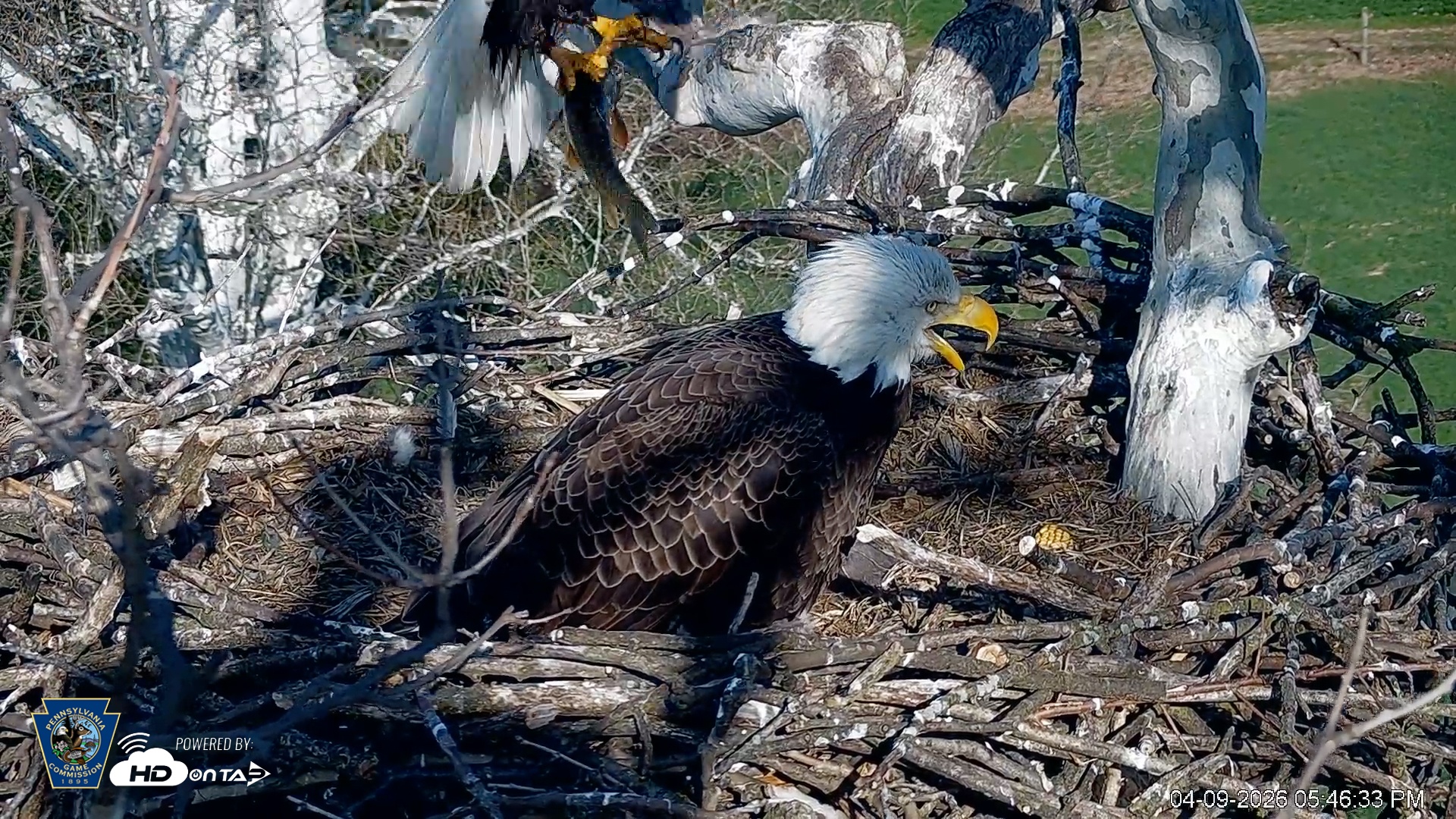 Snapshot of PA Farm Country Eagles Live Cams taken Apr 9, 2026, 5:49pm EDT