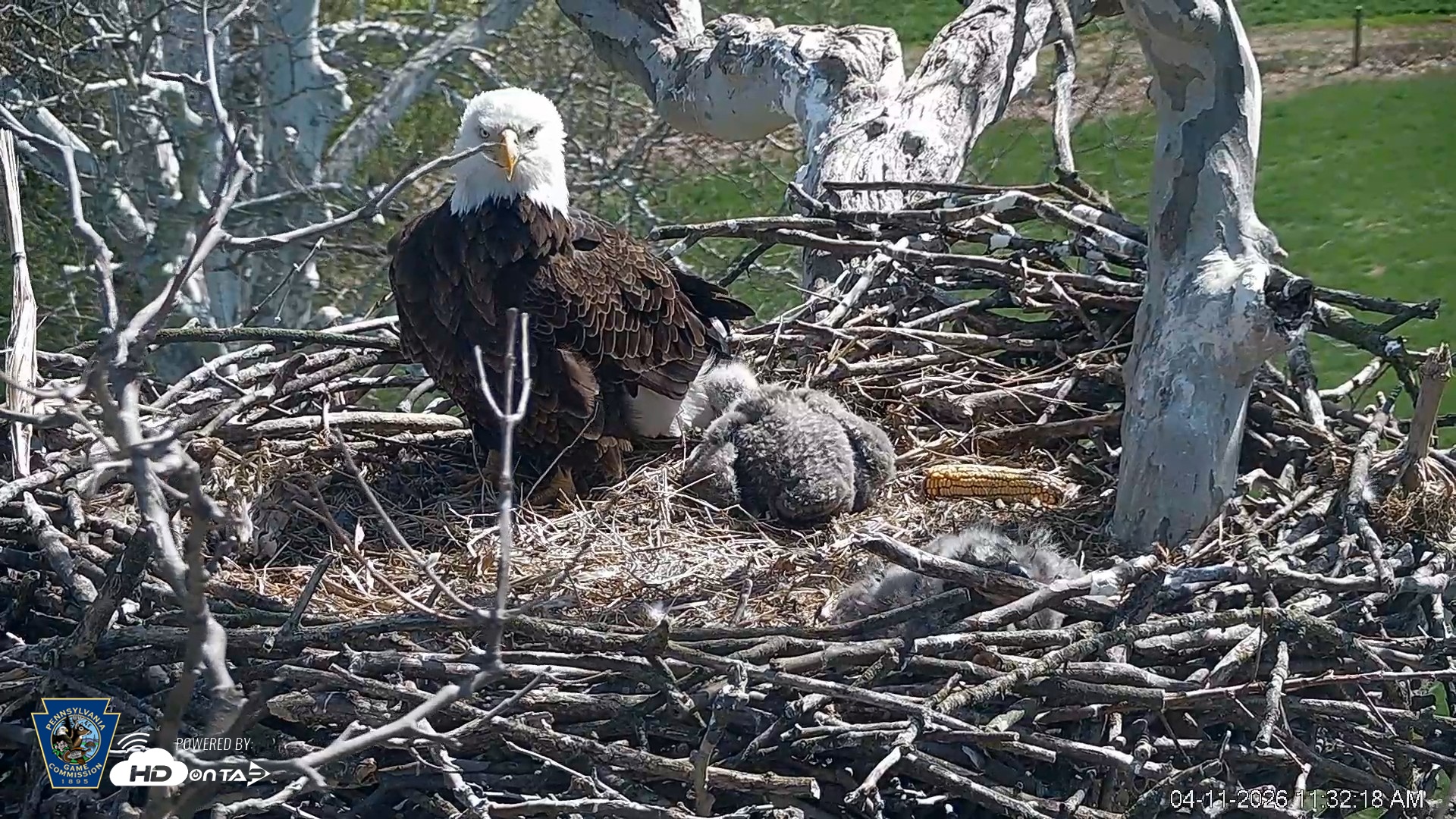 Snapshot of PA Farm Country Eagles Live Cams taken Apr 11, 2026, 11:33am EDT