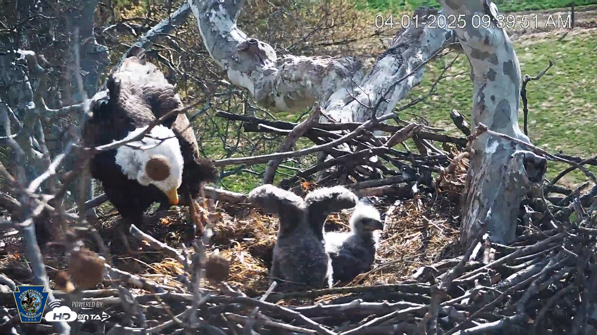 Snapshot of PA Farm Country Eagles Live Cams taken Apr 1, 2025, 9:40am EDT