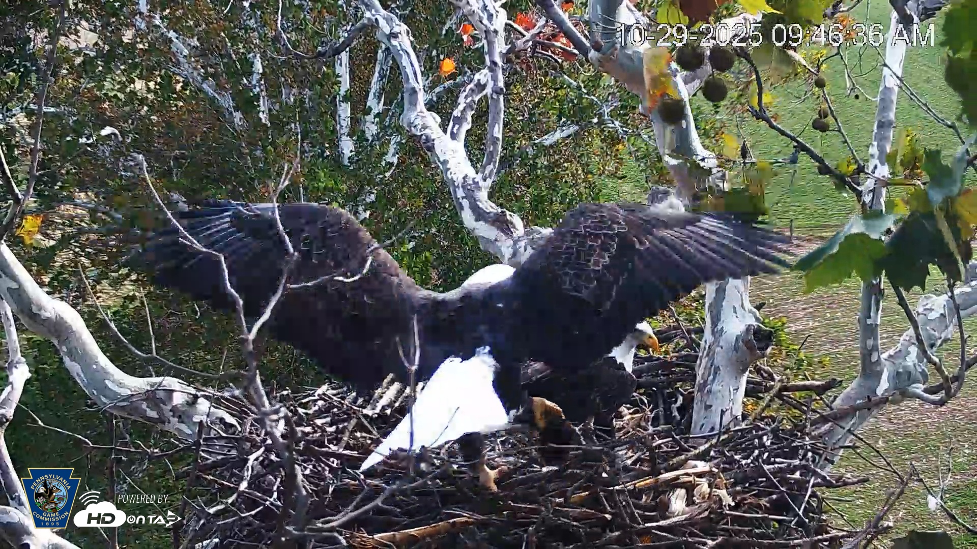 Snapshot of PA Farm Country Eagles Live Cams taken Oct 29, 2025, 9:47am EDT