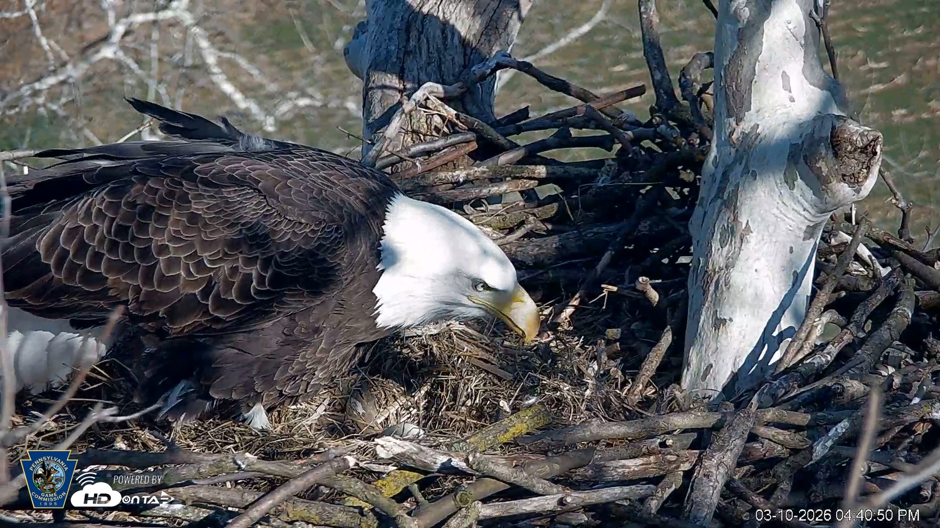 Snapshot of PA Farm Country Eagles Live Cams taken Mar 10, 2026, 4:41pm EDT
