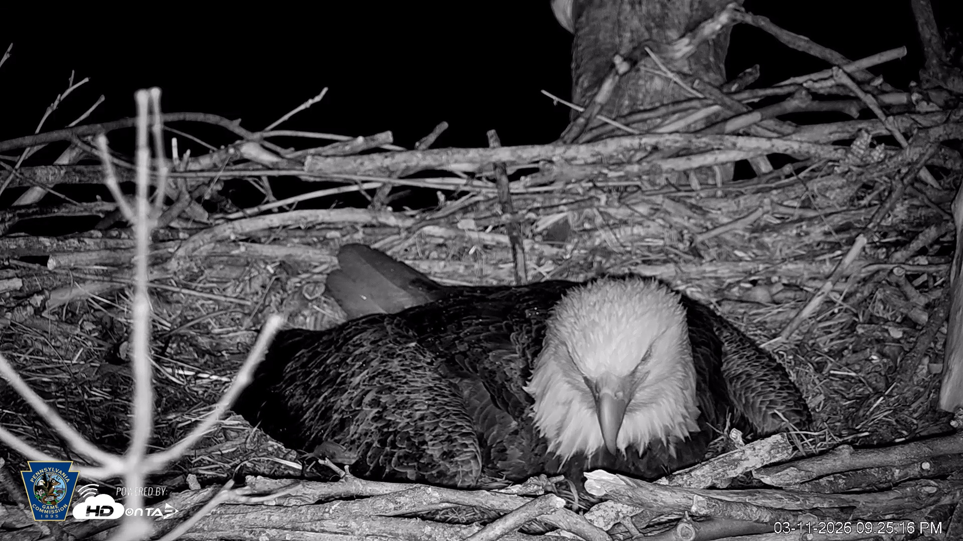 Snapshot of PA Farm Country Eagles Live Cams taken Mar 11, 2026, 9:26pm EDT