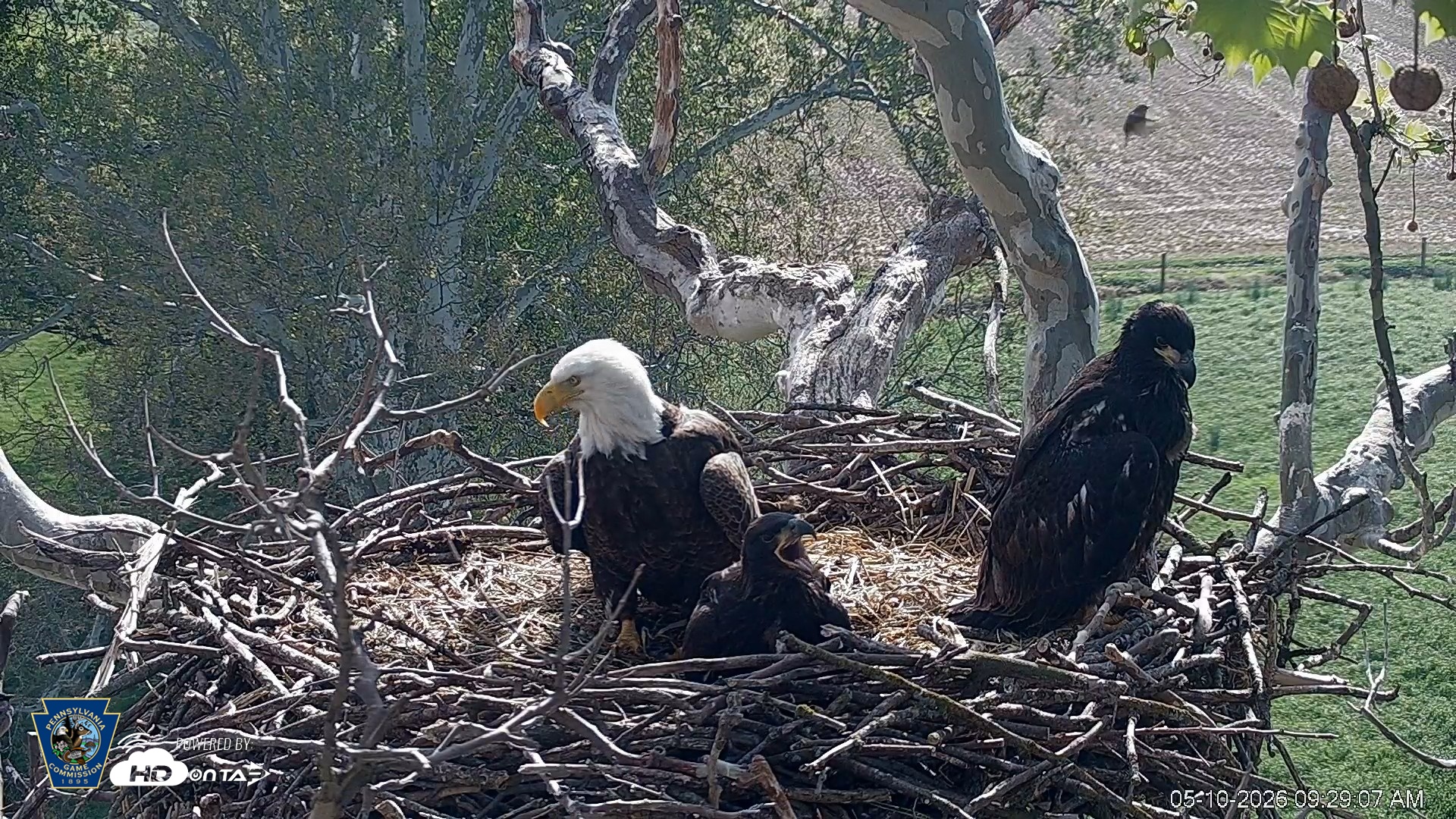Snapshot of PA Farm Country Eagles Live Cams taken May 10, 2026, 9:29am EDT