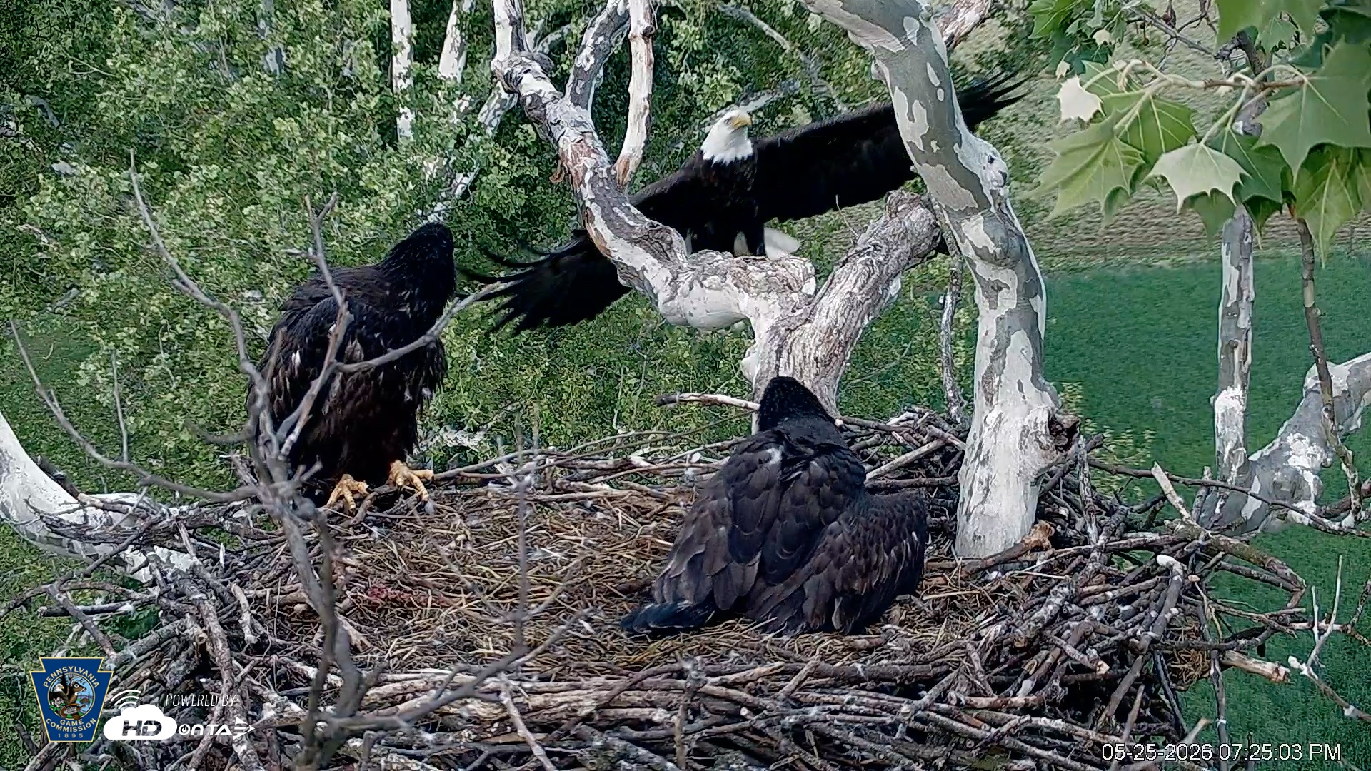 Snapshot of PA Farm Country Eagles Live Cams taken May 25, 2026, 7:28pm EDT