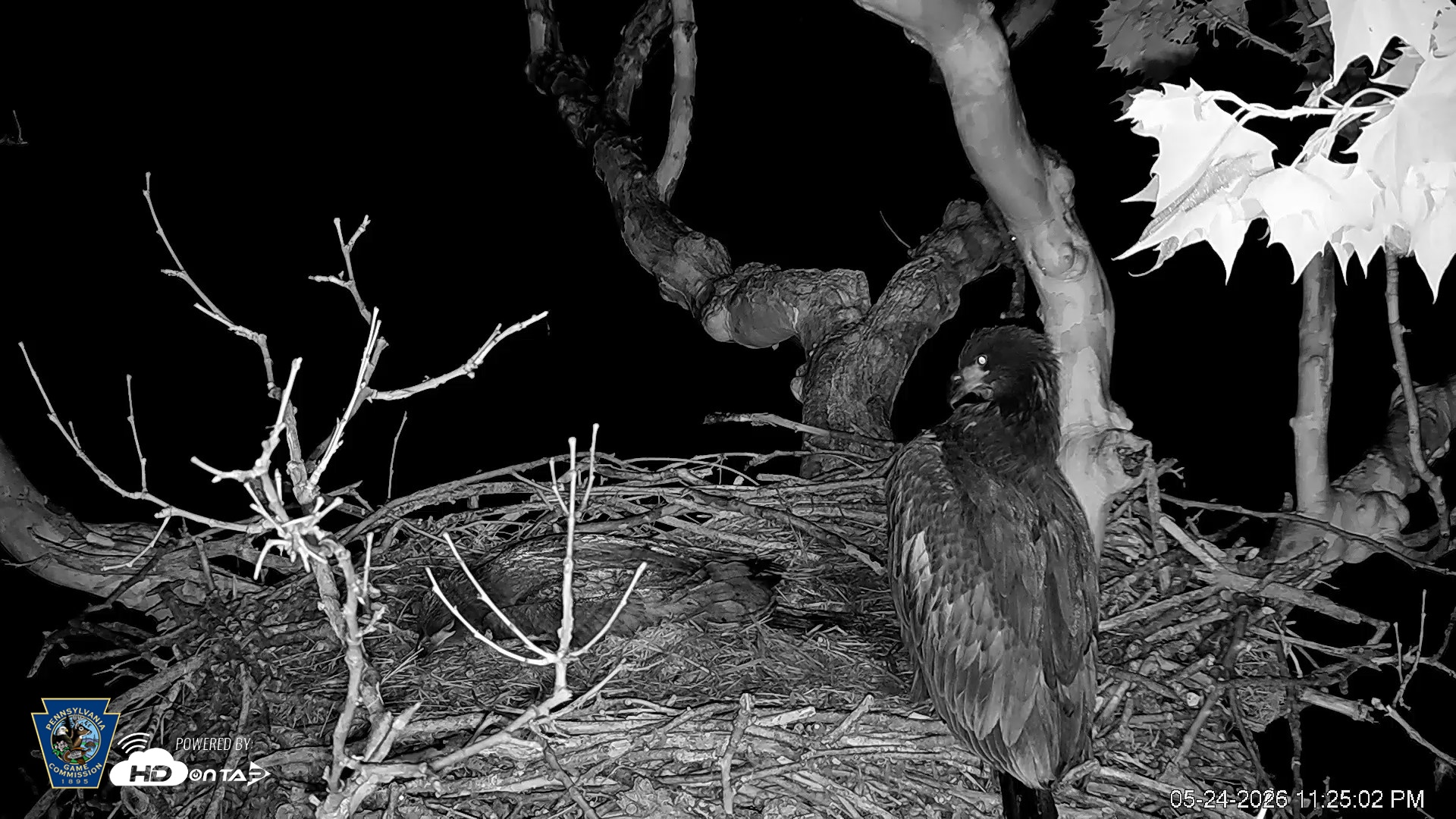 Snapshot of PA Farm Country Eagles Live Cams taken May 24, 2026, 11:26pm EDT