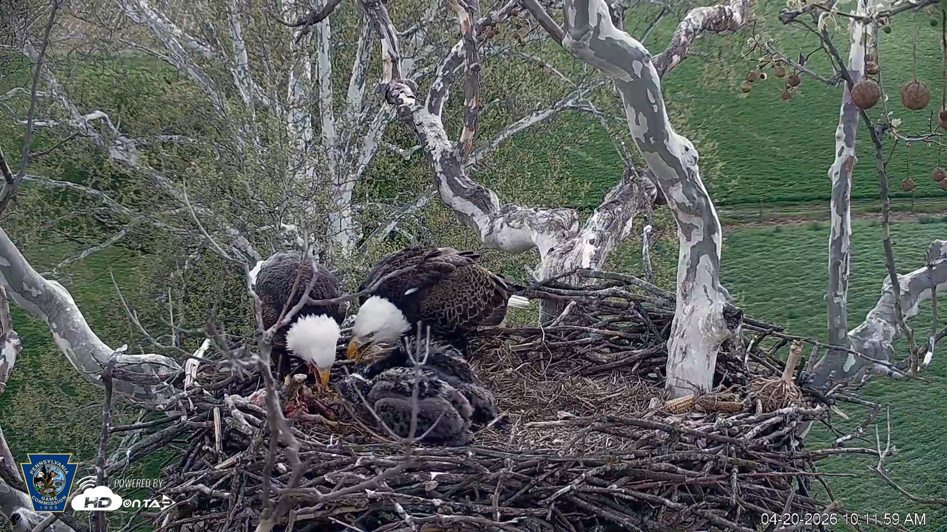 Snapshot of PA Farm Country Eagles Live Cams taken Apr 20, 2026, 10:12am EDT