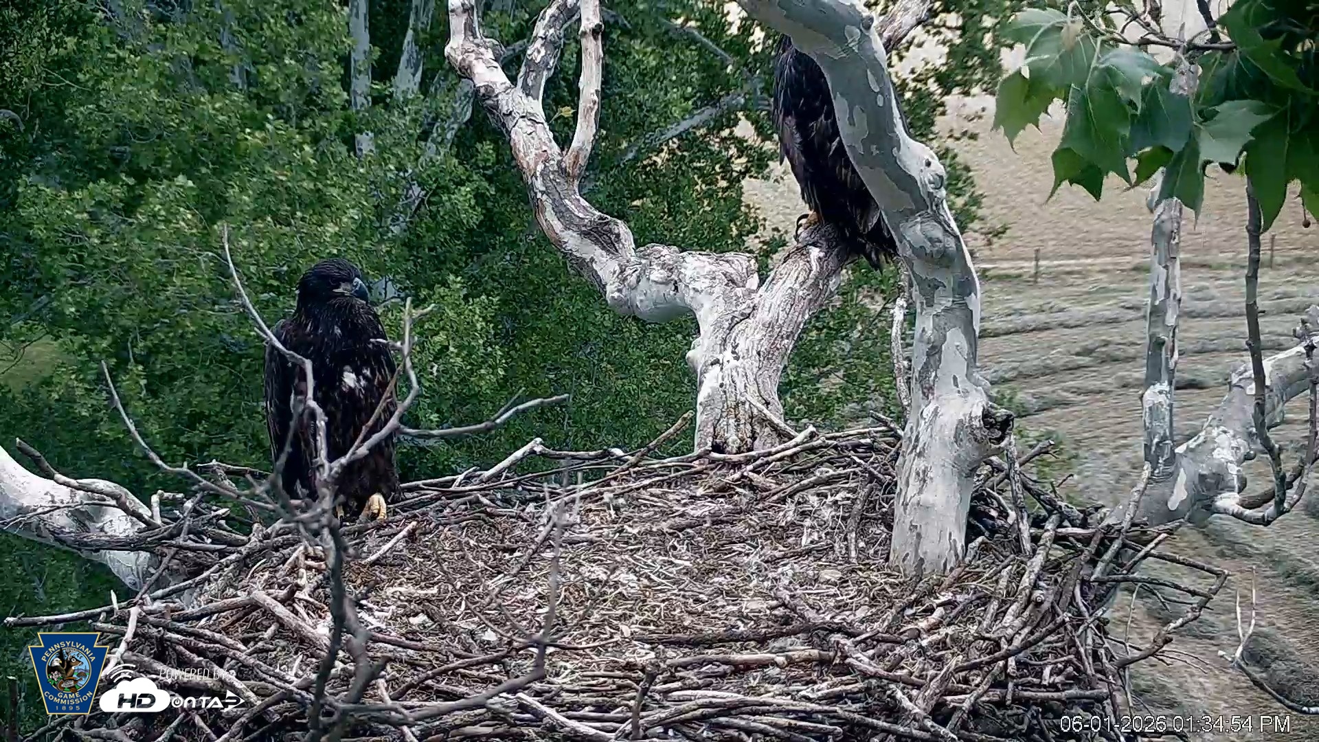 Snapshot of PA Farm Country Eagles Live Cams taken Jun 1, 2026, 1:35pm EDT